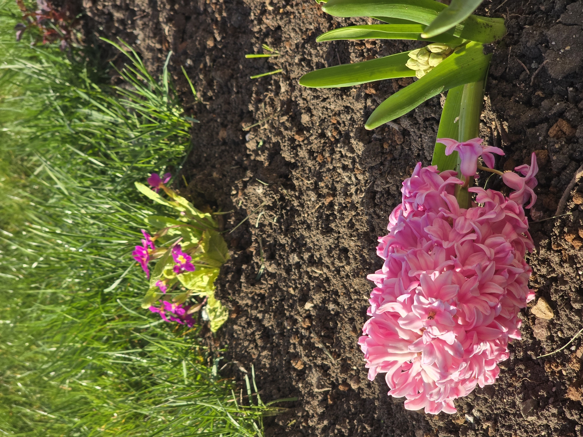 The image shows a close-up view of a garden setting. On the right side, a pink hyacinth flower lies on dark brown soil. Its green stem and leaves point upward. To the left of the soil is a patch of green grass with small purple flowers scattered within. The scene appears to be outdoors during daylight, with sunlight illuminating parts of the soil and flower. Based on the request for location, it can be assumed that this garden is in or near the city of Stara Reka, Bulgaria, however this is not explicitly evident from the visual data.