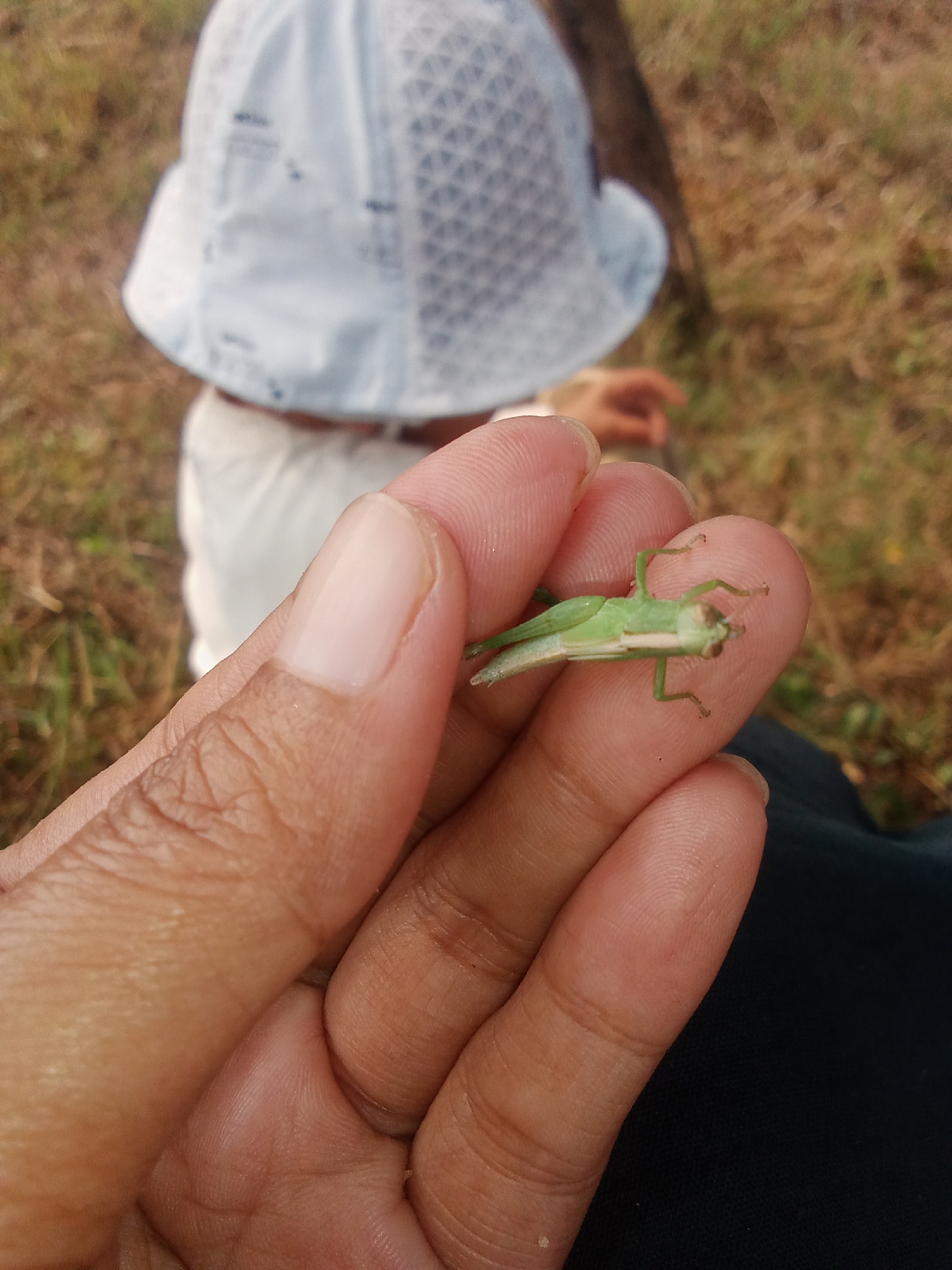 In Pekalongan, Indonesia, a person's hand is holding a small green grasshopper. The grasshopper is lying on its back on the person's index finger, with its legs and antennae clearly visible. The person's thumb is positioned below the grasshopper, supporting it. In the background, a child wearing a white hat and clothing is partially visible, along with dry grass and foliage. The overall scene suggests a moment of observation and interaction with nature.