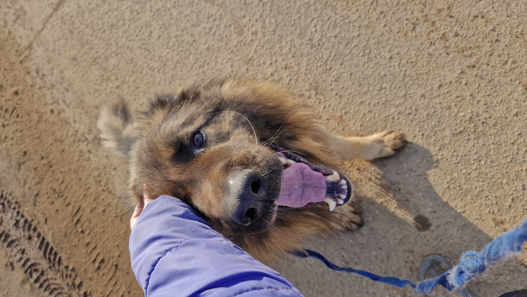 A close-up, high-angle shot captures a moment of affectionate interaction between a human and a dog outdoors in Otchor, Russia. The central subject is a large, long-haired dog with brown and tan fur, possibly a German Shepherd mix, looking up towards the camera. Its mouth is wide open, revealing a pink tongue and white teeth, indicating it is panting and appears happy or excited. One dark eye is clearly visible. Prominent white whiskers extend from its muzzle.
A human hand, covered by a vibrant blue padded jacket sleeve, is gently touching the dog's head or neck, suggesting petting or a comforting gesture. The background consists of a light-colored, textured ground, which appears to be concrete or hard-packed dirt/sand, with distinct tire tracks visible on the left side. A blue braided leash is partially visible in the bottom right corner, extending from off-frame, hinting at an outdoor walk or outing.
The scene is brightly lit by natural sunlight, casting soft shadows, which suggests a clear and sunny daytime setting. The dog's joyful expression and the human's touch convey a sense of warmth and companionship. There is no visible text in the image.