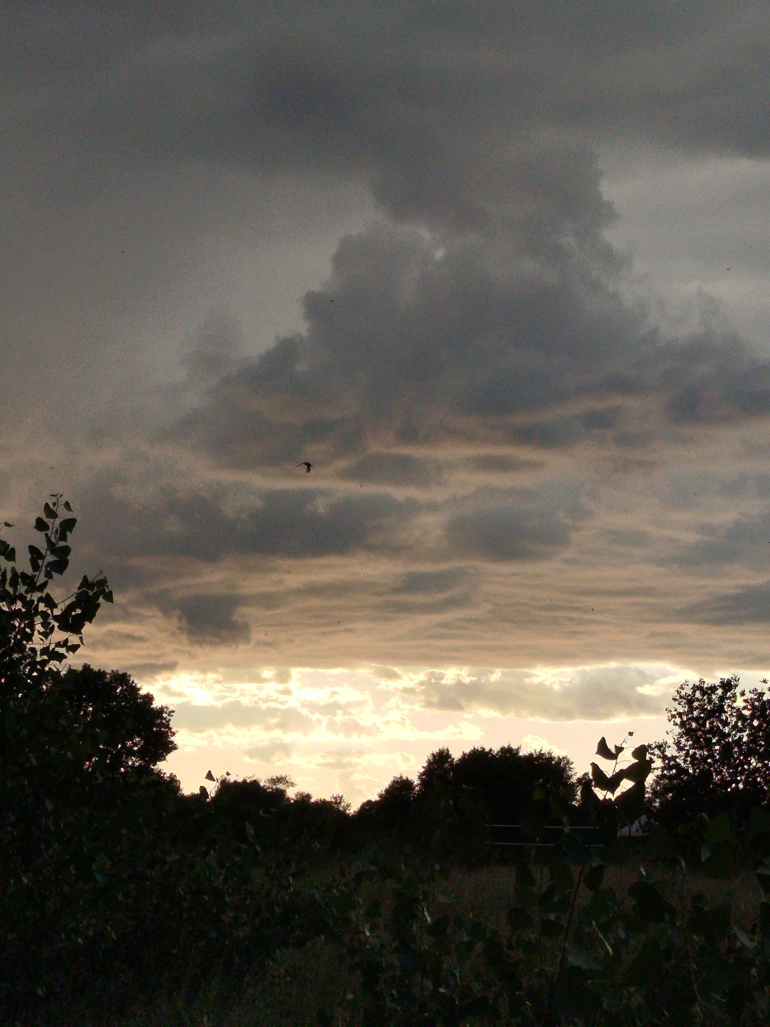 The image captures a dusky sky filled with dramatic, dark clouds. A faint band of lighter sky is visible near the horizon, suggesting either sunrise or sunset. A single bird is in flight against the clouds. The foreground is dominated by the dark silhouettes of trees and foliage, with a hint of a fence or structure in the middle ground, partially obscured by the vegetation. The overall impression is one of a natural landscape under a brooding sky, devoid of human presence. The location in Horishni Plavni, Ukraine, is not visually discernible from the image itself.