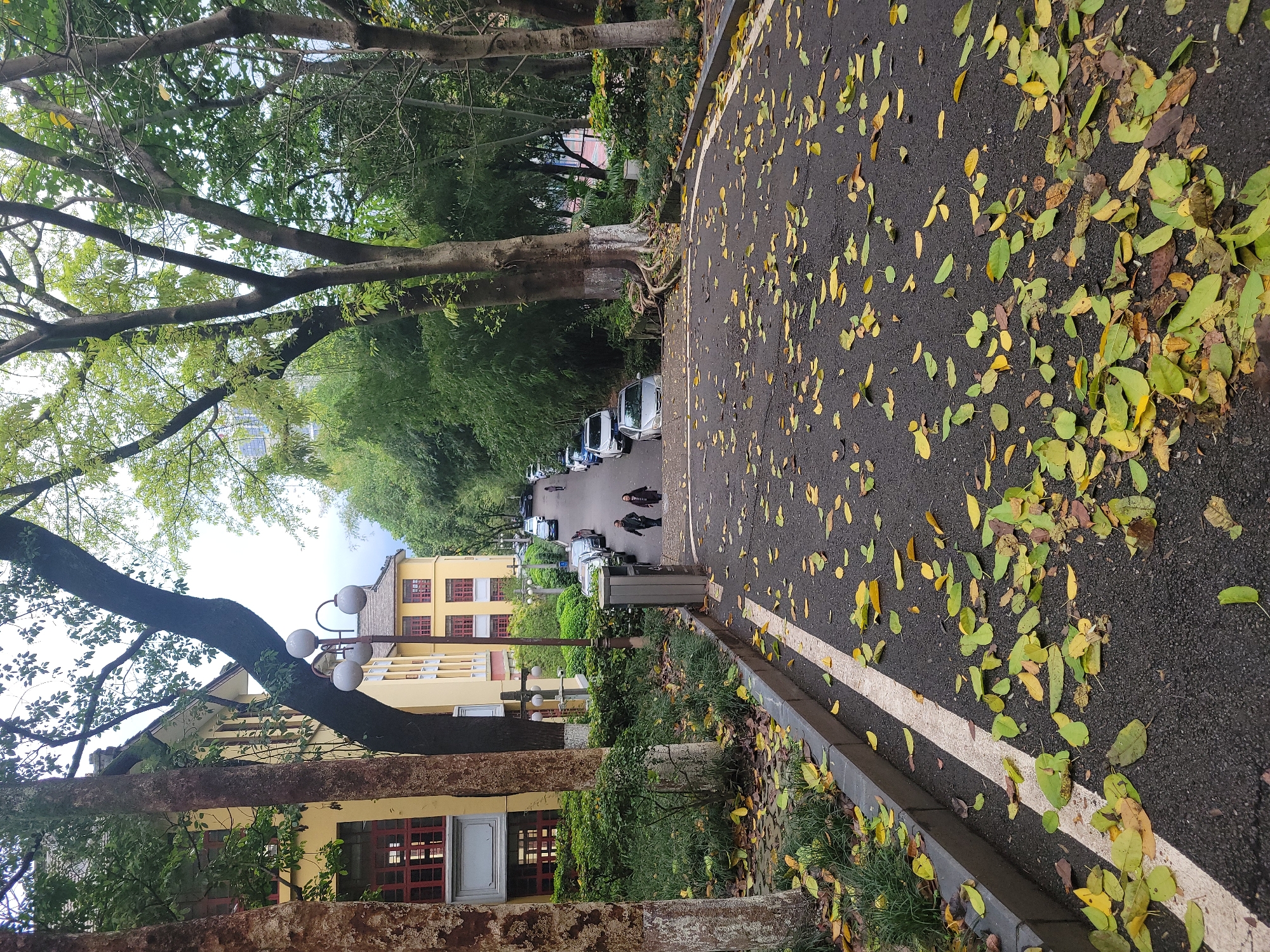 The image captures a tree-lined street or pathway, likely during autumn, in what appears to be a park or campus setting in Shapingba District, China. The viewpoint is slightly elevated, looking down a dark asphalt path that curves gently to the left.
The foreground is dominated by the asphalt path, which is generously covered with scattered green and yellow fallen leaves of varying sizes and hues. A distinct white line marks the right edge of the path, running parallel to a grey curb and a strip of green ground cover.
Along the left side of the path, large, mature trees with substantial trunks and exposed roots create a dense canopy. Behind these trees, a row of parked cars, predominantly light-colored sedans, lines the street. Further down the path, two individuals, seen from behind and dressed in dark attire, are walking away from the camera. A dark grey trash can is also visible near the path on the left.
Beyond the immediate tree line and cars, a multi-story yellow building with numerous red-framed windows adds a splash of color to the scene. Several classic-style lampposts with globe-shaped lights are interspersed among the trees and near the building. The background shows more dense green foliage and an overcast, bright sky. The overall atmosphere suggests a peaceful daytime scene. No visible text is present.