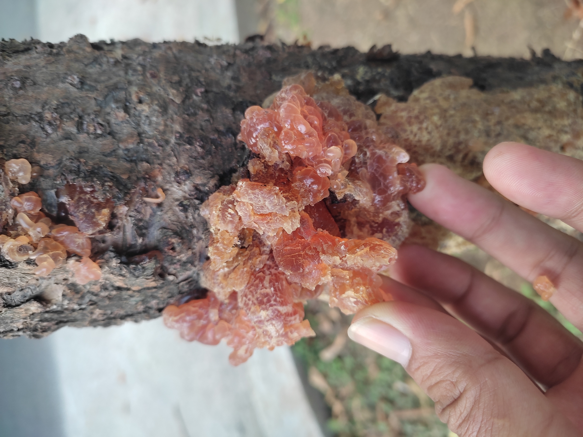 A close-up, eye-level shot shows a person's hand touching a cluster of amber-colored, gelatinous growths on the bark of a tree. The growths are translucent and appear to be oozing from the tree's surface. The tree bark is dark and textured, with some areas of lighter brown. The background is blurred, showing hints of greenery and a paved surface, suggesting an outdoor urban environment. The scene appears to be located in Ponorogo, Indonesia, based on the provided context.
