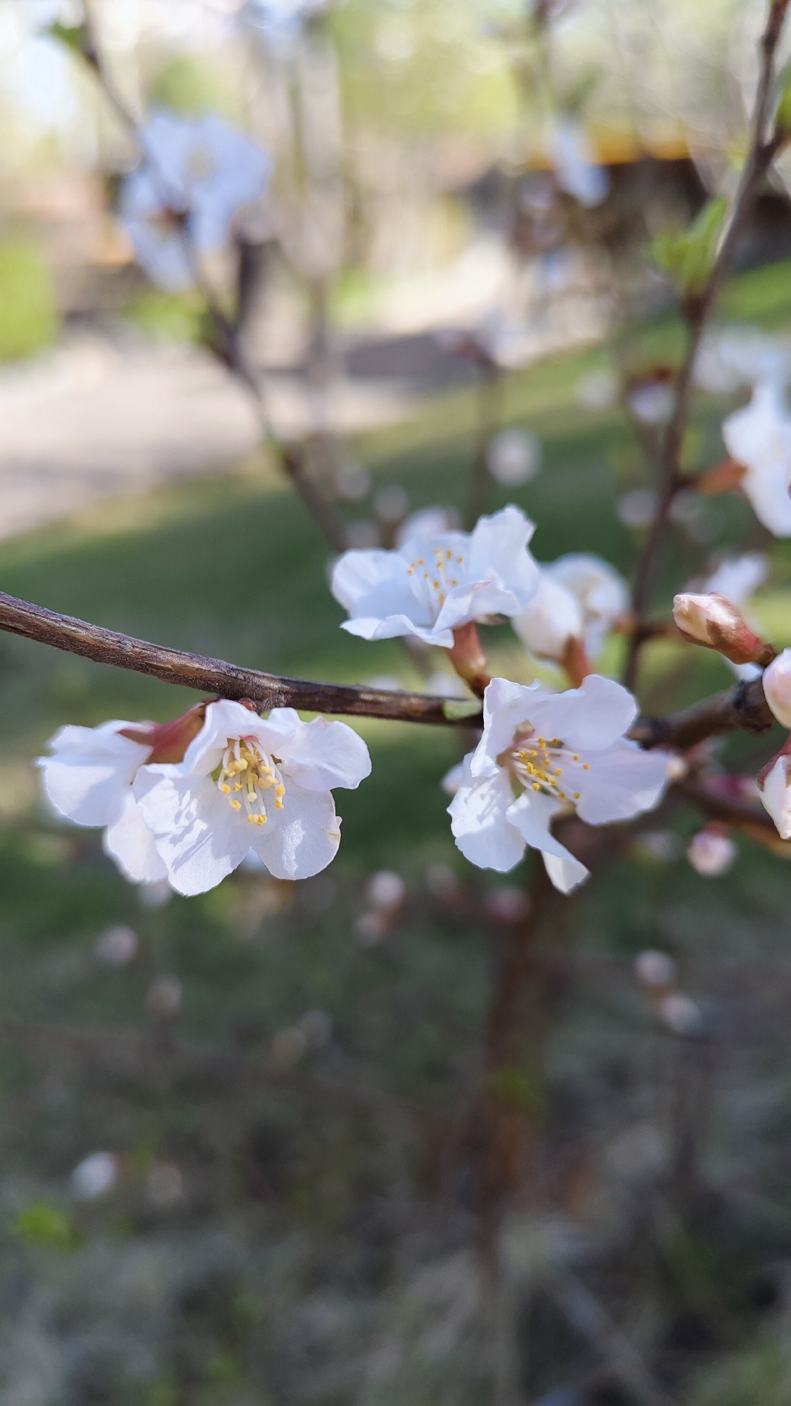 A close-up shot shows a branch of a blossoming tree with white flowers and yellow stamens. The background is blurry, revealing hints of grass, other branches, and indistinct structures, suggesting a natural setting. Petals scattered on the ground.