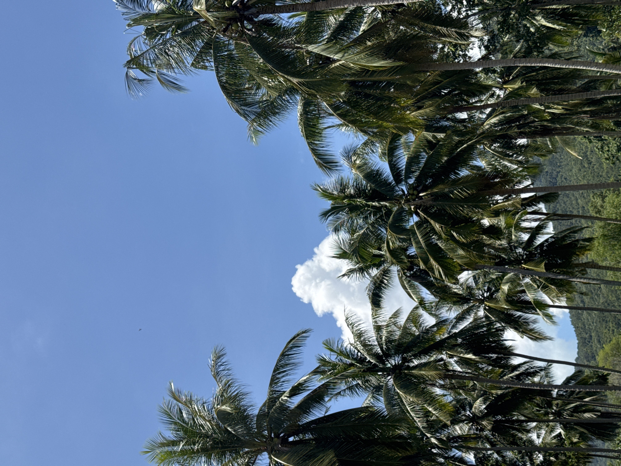 The image depicts a cluster of tall coconut palm trees against a bright blue sky with scattered white clouds. The palm fronds are lush and green, with some bearing coconuts. In the distance, a dense, green, hilly landscape is visible. A small, dark speck, possibly a bird or an insect, is discernible in the upper left portion of the sky. The scene appears to be a tropical outdoor environment. The location is described as ตำบลเกาะพะงัน, Thailand. There are no people or animals visible in the image, and no specific actions or interactions are occurring. The overall impression is one of a serene and natural landscape on a sunny day.