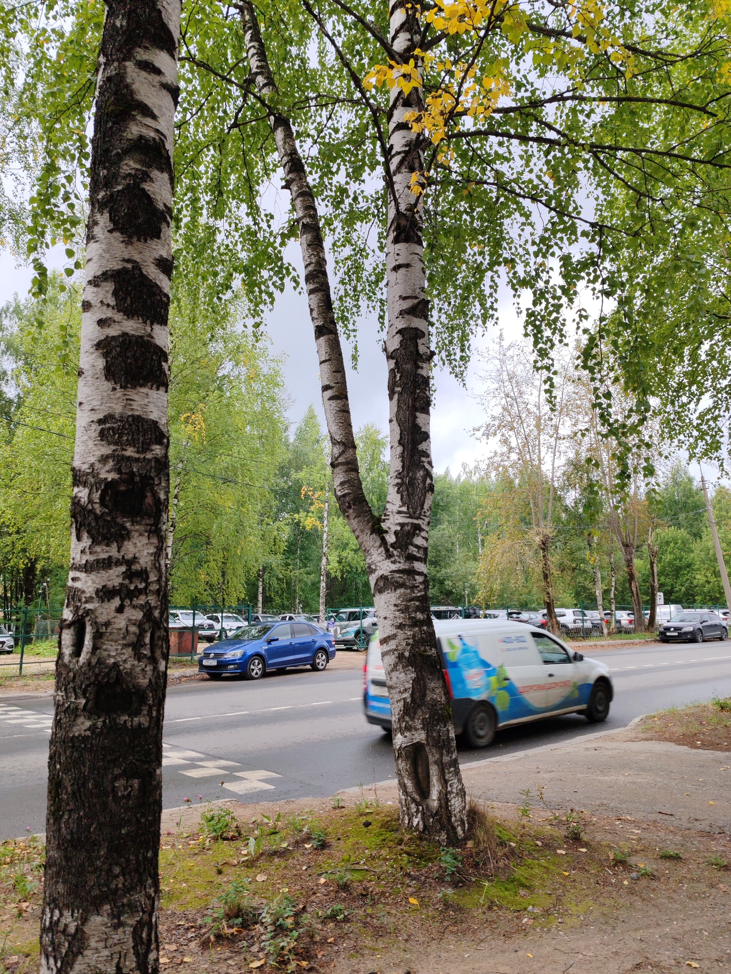 In the city of Syktyvkar, Russia, a paved road runs alongside a sidewalk and a grassy area with trees. Two birch trees stand prominently in the foreground, their white bark with dark markings contrasting with the green leaves overhead. Beyond the trees, a blue sedan is parked on the side of the road, and other vehicles are visible in a parking lot. A white van with blue and green graphics is driving on the road, its motion captured slightly blurred. The sky is overcast, suggesting a cloudy day. A pedestrian crossing is marked on the road. The scene appears to be a typical urban or suburban setting with elements of nature integrated into the cityscape.