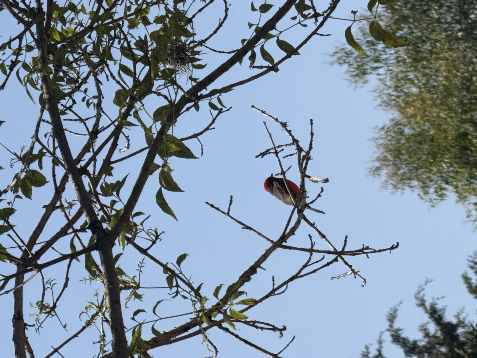A photograph taken in San Andrés Cholula, Mexico, displays a view looking upward through tree branches toward a clear, pale blue sky. The tree branches on the left have green leaves, while the branches on the right are bare. Perched on one of the bare branches is a bird with a distinctive red head. Other trees, indistinct in their detail, are visible at the upper right and lower right corners of the frame.