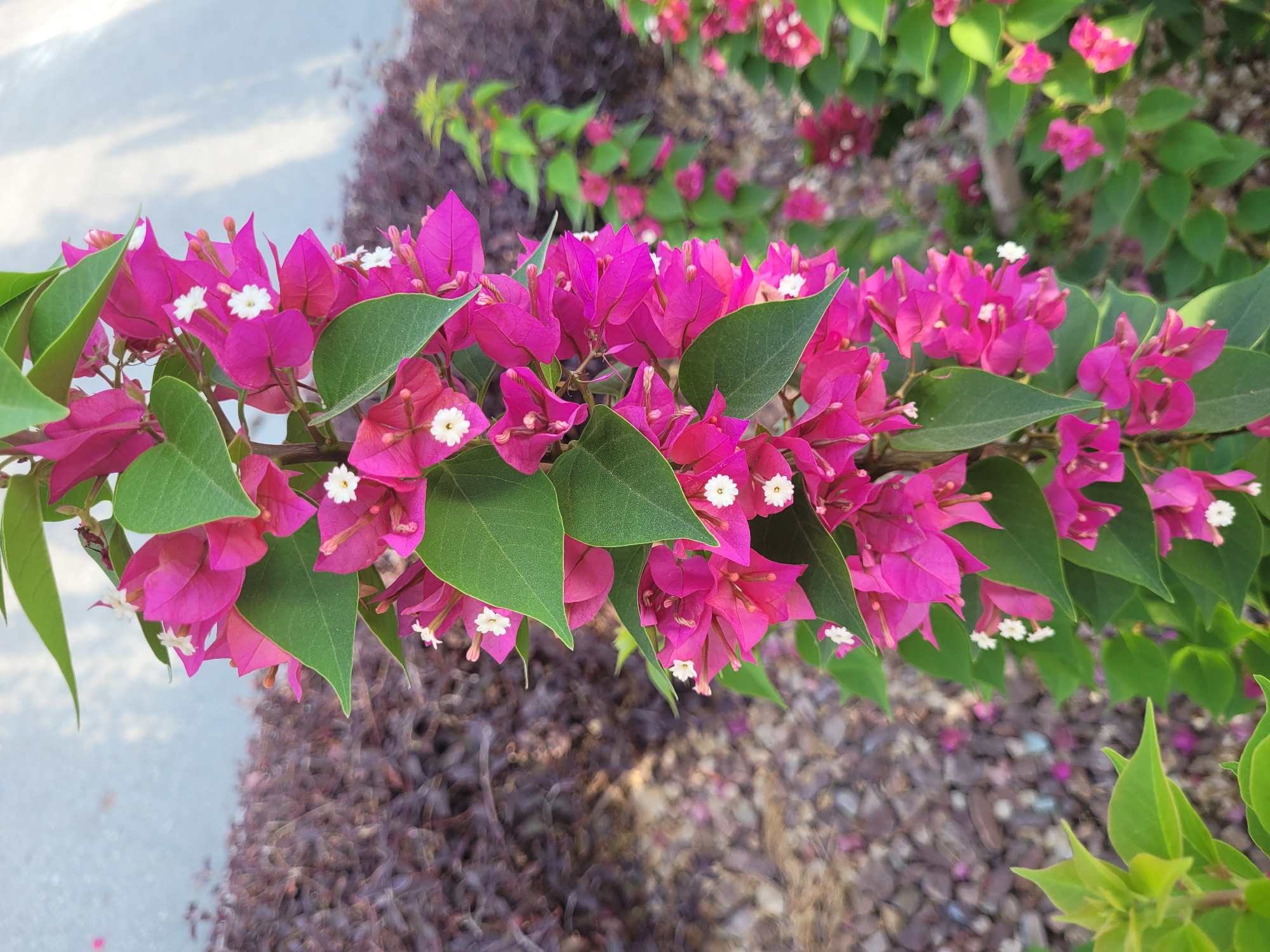 A close-up, vertical shot focuses on a flowering vine with vibrant fuchsia bracts and small white flowers, interspersed with ovate green leaves. The vine grows along a paved area, possibly a sidewalk or pathway, indicated by the light grey surface at the top of the image. In the background, a dense bed of dark red-leaved bushes or ground cover creates a textured layer. Further behind that, more of the flowering vine and other green foliage are visible, suggesting a garden or landscaped area. The lighting suggests it is daytime, likely under natural sunlight, casting soft shadows and highlighting the textures of the plants and ground. The scene appears to be an outdoor urban or suburban setting, potentially a public space like a park or street in Limassol, Cyprus, given the presence of common Mediterranean flora and urban landscaping elements. There are no people or animals visible in the image.