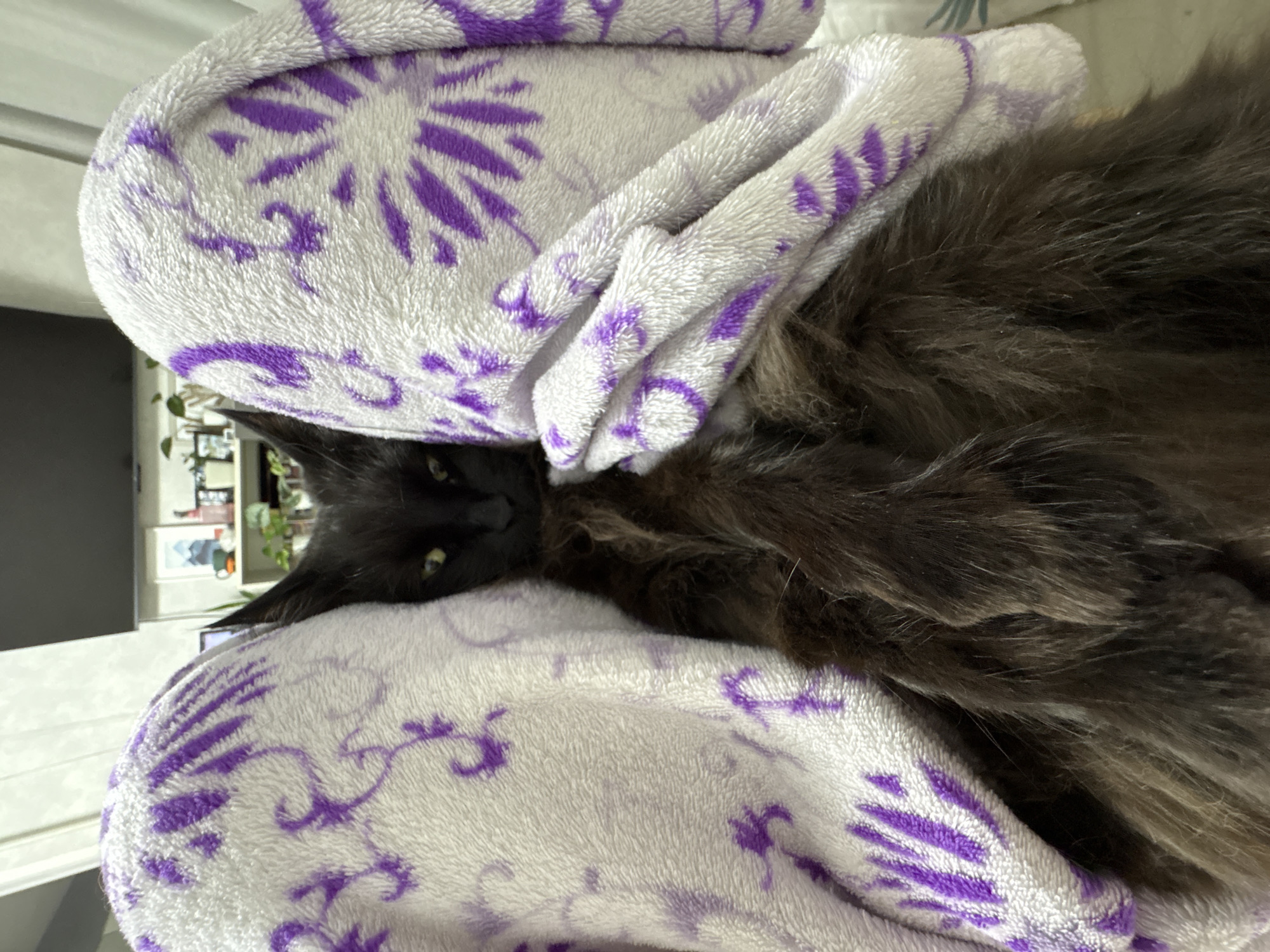 A long-haired black cat is resting on a folded white blanket with a purple floral pattern. The cat's head is visible on the left side of the frame. The background is slightly blurred, but shows a room with a window and plants. The location appears to be indoors, but there is no evidence to conclude the photograph was taken in Chaikovsky, Russia.