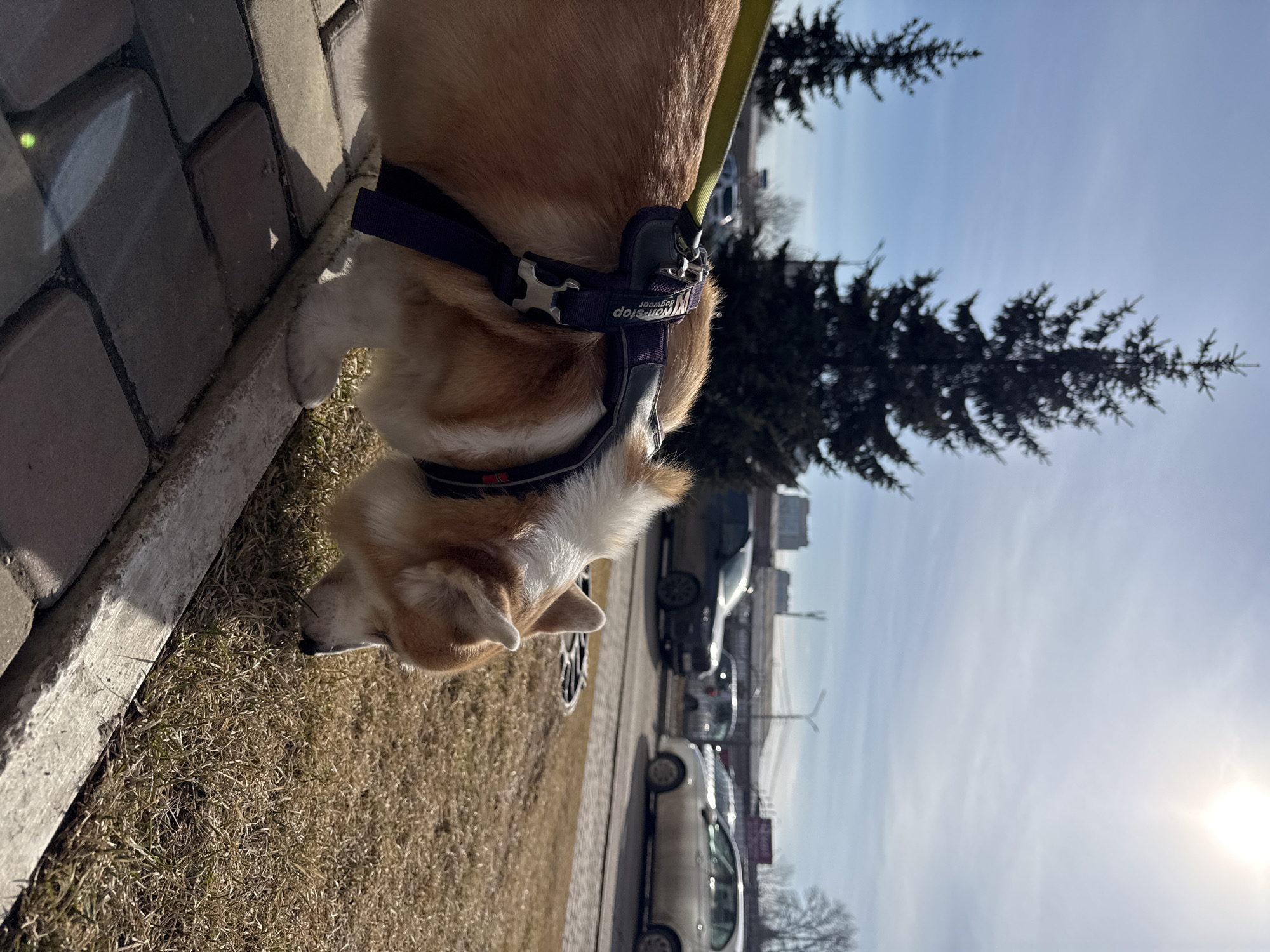 A corgi with a purple harness is sniffing the grass near a sidewalk. Behind the dog is a street with cars parked along it. In the background, there are evergreen trees and a light blue sky. The location is Krasnoyarsk, Russia.
