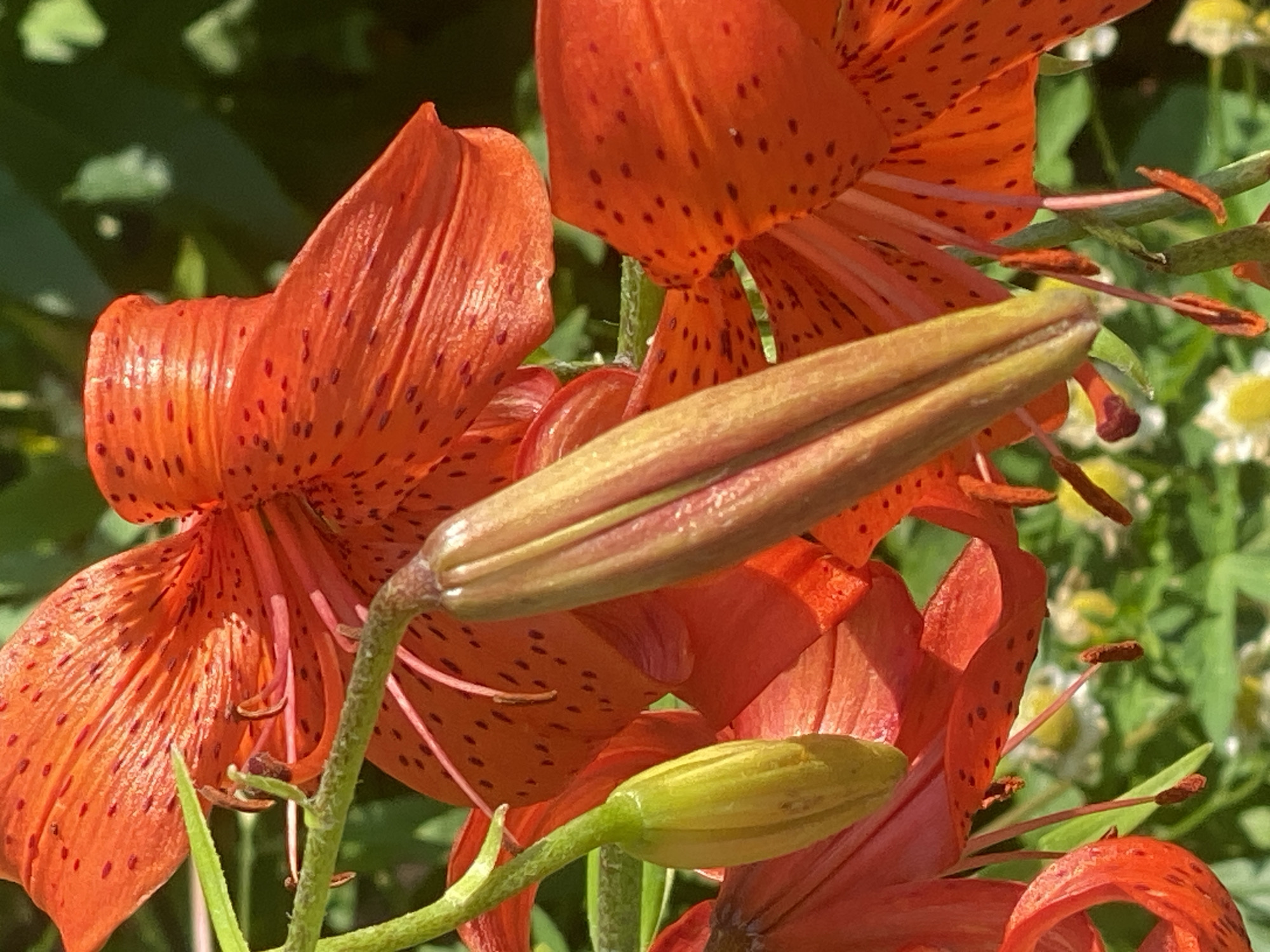 The image shows a close-up of orange lilies with dark spots. One lily bud is in focus, appearing elongated and green with pinkish hues. The background is blurred, with hints of green foliage and possibly other small white flowers. There are no people or animals visible. The image was taken outdoors on a sunny day, suggesting a garden or natural setting. There is no information in the image that would indicate its location in Novokuznetsk, Russia.