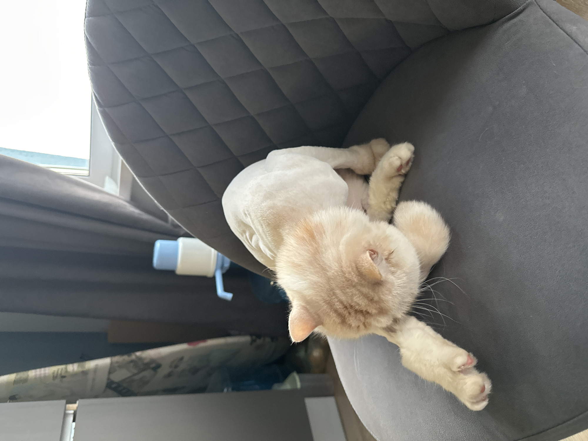 A cream-colored cat with a shaved body is sleeping on a dark gray, tufted chair. The cat is curled up on its side, with its paws tucked underneath it. Its head is resting on its body, and its eyes are closed. The cat's fur is short and appears to be a light cream color, with some darker markings on its ears and face.
The chair is upholstered in a soft, velvet-like fabric. It has a diamond-patterned tufting on the back and seat. The background of the image is slightly out of focus, but it appears to be a room with a window and curtains. There is a white and blue dispenser visible on a shelf to the left of the cat, and an ironing board with a patterned cover underneath it.
The lighting suggests it might be daytime, as light is coming in from a window. The scene appears to be indoors, likely in a home. The cat's relaxed posture indicates it is comfortable and at peace. There is no visible text in the image. The location is identified as Perm, Russia.
