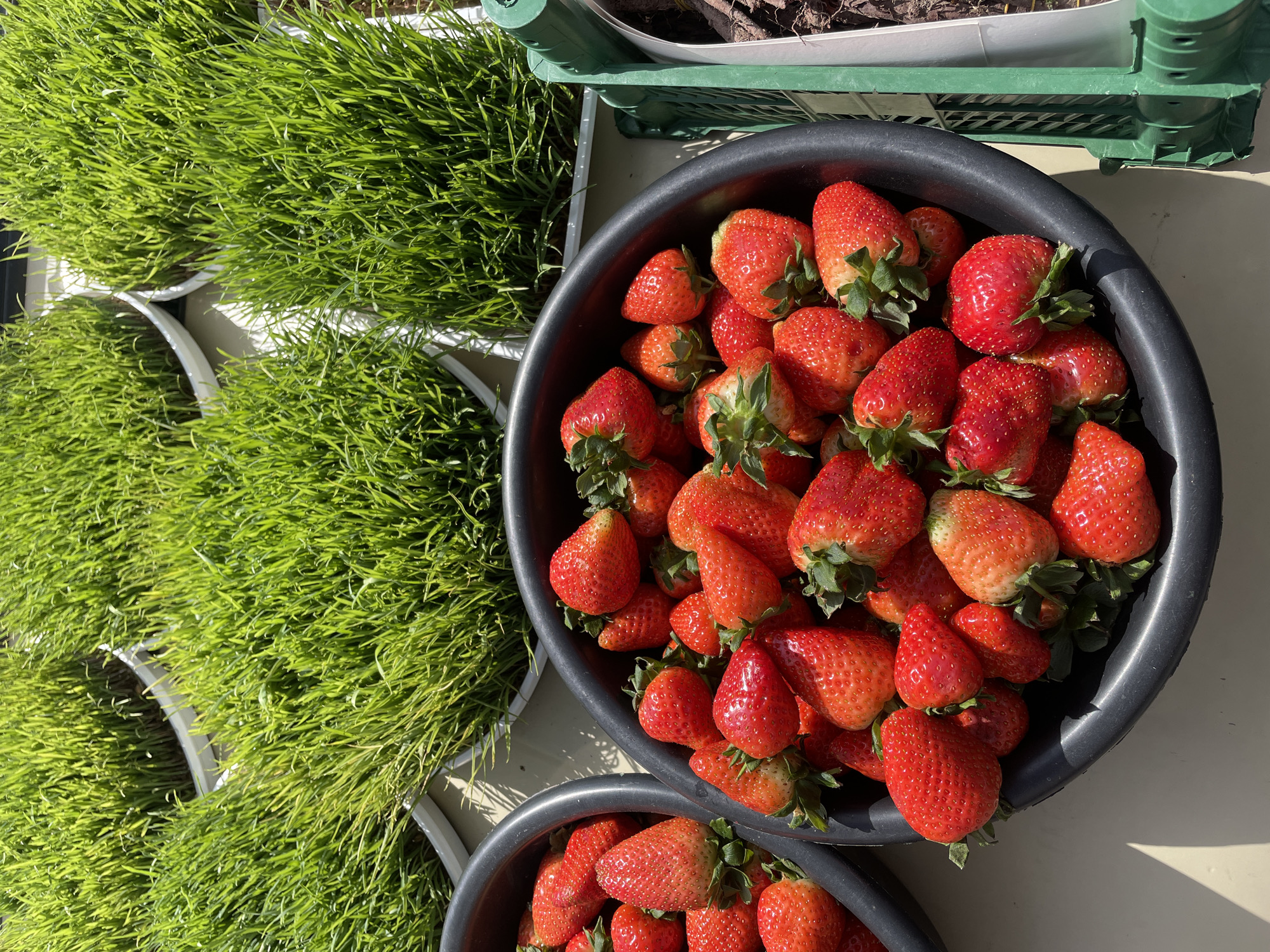 A high-angle shot shows a large black bowl filled with red strawberries. To the left, green grass-like plants are visible in white pots. In the top right corner, a green crate sits. The scene is set outdoors on a light-colored surface. There is no evidence indicating that this image was taken in Yerevan, Armenia. No people are visible.