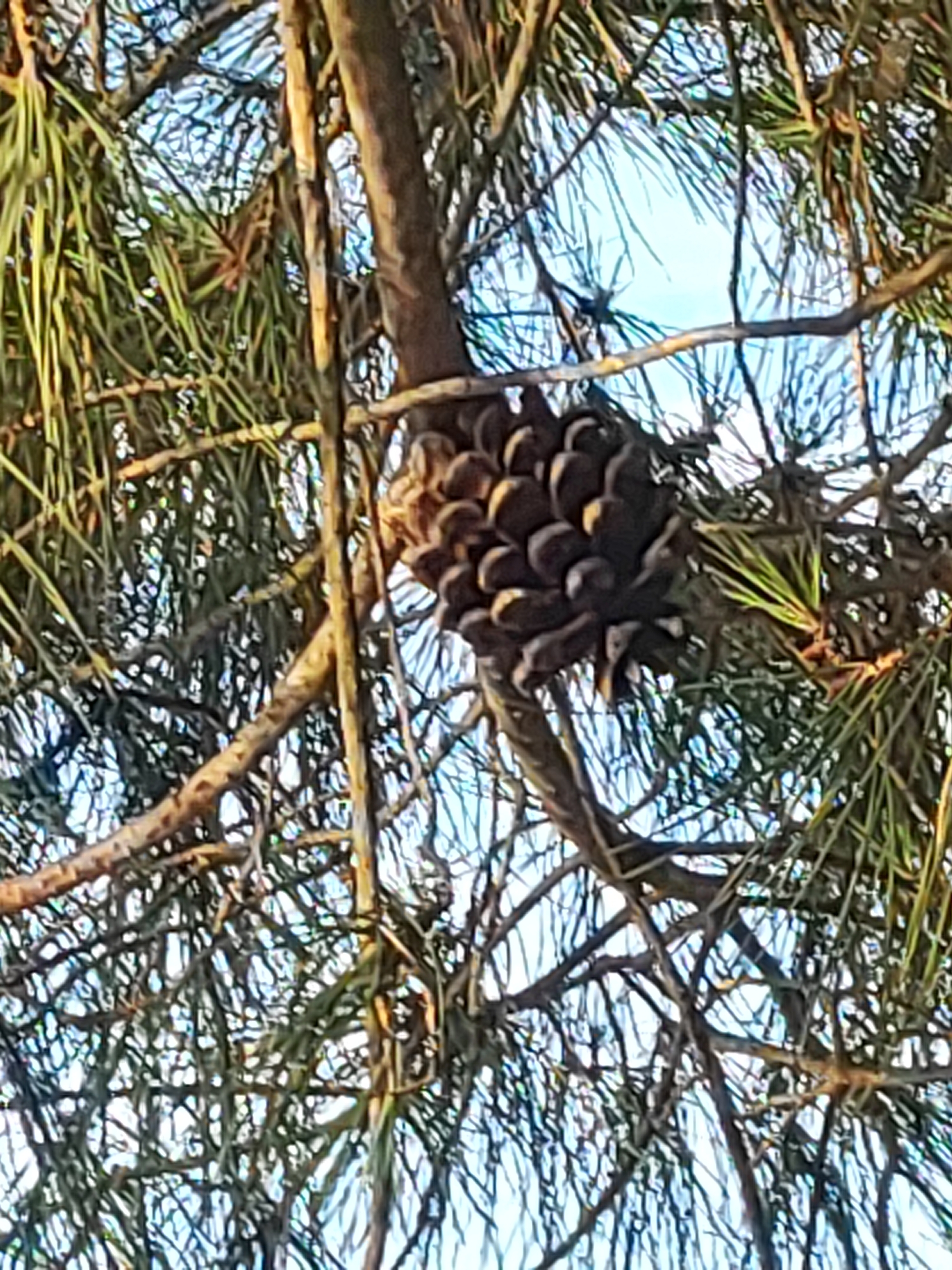 A pine cone hangs from a pine tree branch against a bright blue sky. The pine cone is dark brown and features numerous scales. The tree's needles are long and green, and its branches are a mix of brown and gray. The image appears to be taken outdoors in a natural setting.