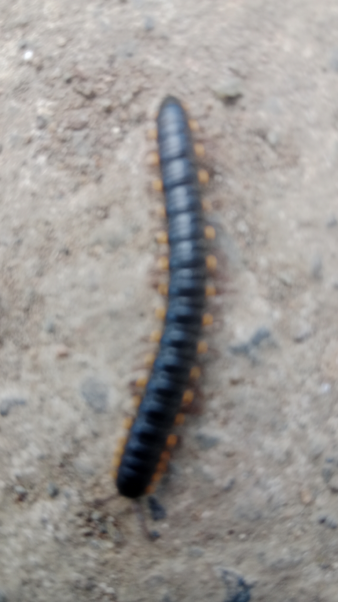 A blurry, close-up, overhead shot shows a black millipede with orange legs. The millipede is segmented and elongated, with its body curved slightly in the center. It is positioned on a light brown, gravelly surface, likely a road or pathway. The image is out of focus, obscuring finer details of the millipede's anatomy and the surrounding environment. No people or other objects are visible. The location is specified as Meunasahmesjid, Indonesia, though this context is not visually evident in the image itself.