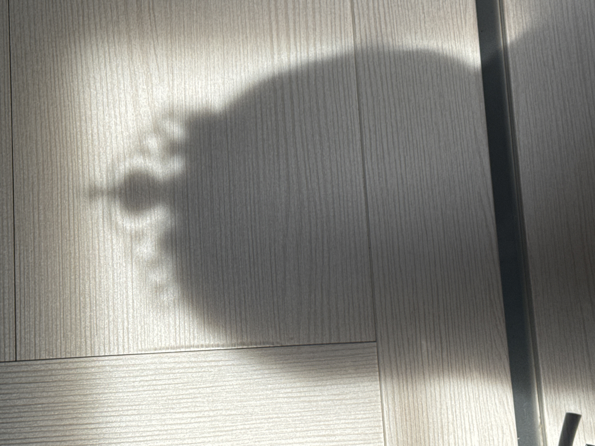The image shows a shadow of a person wearing a crown, cast on a wooden floor. The shadow is large and detailed, indicating the person is likely close to the light source. The floor is made of light-colored wooden planks with visible grain. The lighting suggests the sun is shining from the side, creating a strong shadow. The scene appears to be indoors, possibly a room in Mikhaylovsk, Russia, given the provided context. No other objects or people are clearly visible in the shadow or surrounding area.