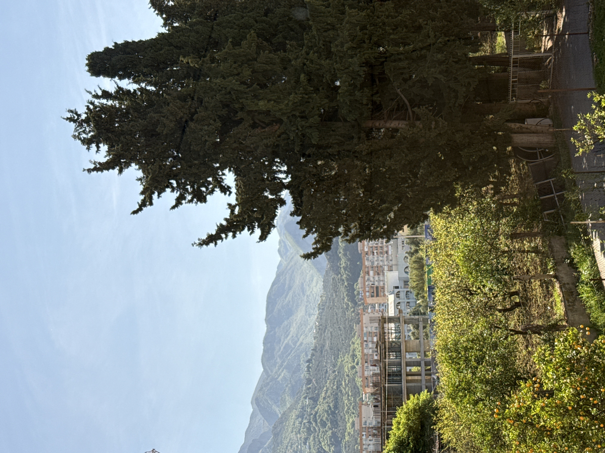 The image depicts a scene in Bar, Montenegro, featuring a partial view of the city nestled against a backdrop of mountains under a hazy blue sky. Tall evergreen trees dominate the foreground, partially obscuring the view. In the midground, buildings of various heights and architectural styles are visible, many appearing to be residential apartments under construction. A lush row of trees bearing citrus fruits stands to the right of the buildings, adding a touch of greenery. A grey paved path or road is visible in the upper right corner. The overall lighting suggests a bright, sunny day.