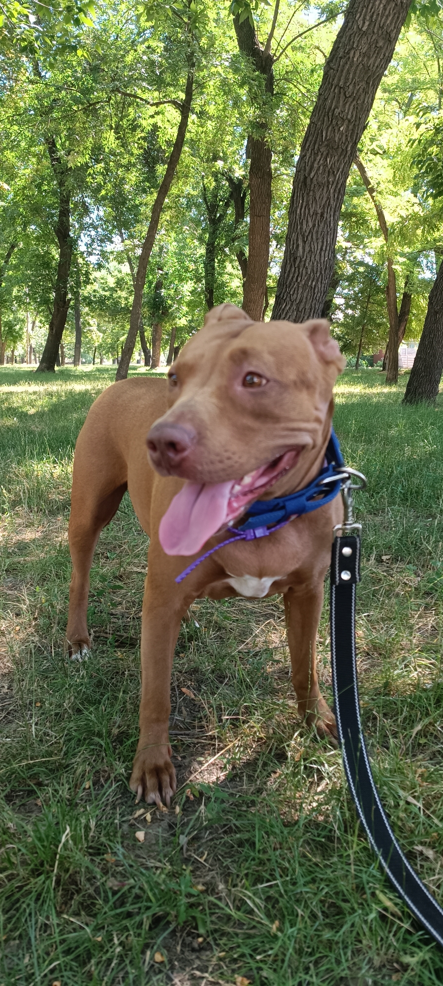 A medium-sized, tan pit bull mix dog stands in a grassy park area. The dog is wearing a blue collar with a leash attached. The dog is looking to its left with its tongue out. The background consists of trees with green foliage and sunlight filtering through the leaves. The scene is likely in a park in Zaporizhzhia, Ukraine, given the presence of mature trees and a well-maintained grassy area.
