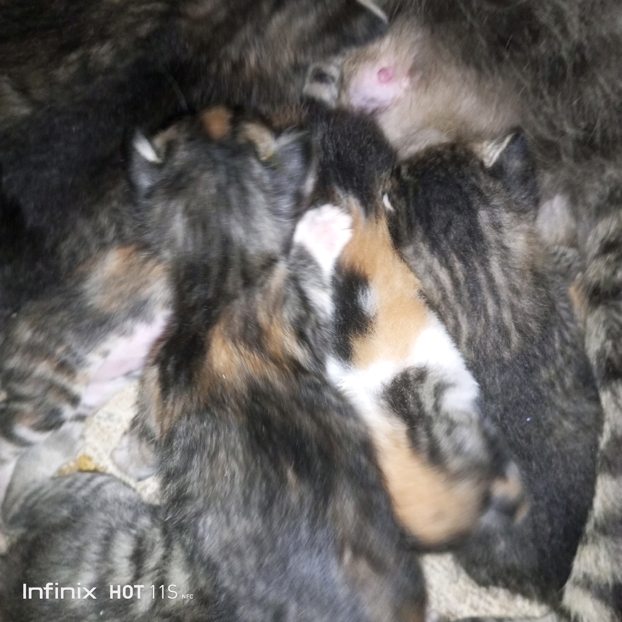 The image shows a close-up, low-angle view of a pile of young kittens. The kittens are a mix of tabby, calico, and dark fur patterns. Some are curled up together, while others are partially obscured by the fur of their siblings. One kitten has a pink visible ear. The background is dark and blurry, suggesting a dimly lit indoor environment. The image is watermarked with "Infinix HOT 11S NFC" in the bottom left corner, indicating it was taken with that device. There is no discernible information about the location of Sukaslamet, Indonesia in the image itself.