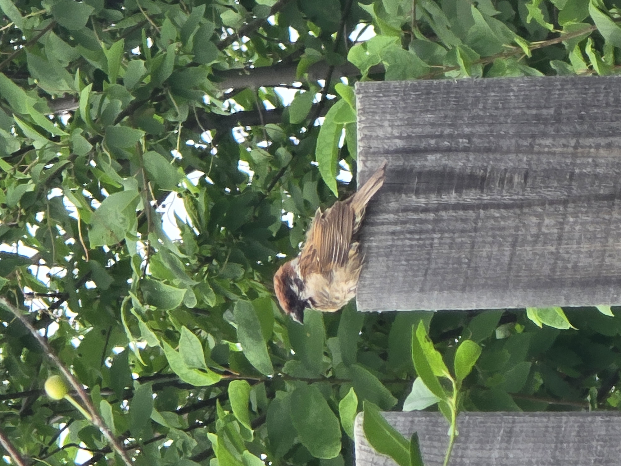 A close-up shot shows a Eurasian tree sparrow perched on a weathered wooden fence post, its brown and white feathers ruffled. The bird is facing left, with its head slightly turned to the side. Behind the sparrow, a dense canopy of green leaves forms a lush backdrop, suggesting an outdoor, natural setting. The lighting appears to be overcast, casting soft shadows and highlighting the textures of the bird's plumage and the wood grain of the fence. The image is captured from a medium distance, focusing primarily on the sparrow and its immediate surroundings. The scene appears to be located in the city of Ермолаево, Russia, given the provided context, though the visual cues within the image itself do not explicitly confirm this location.