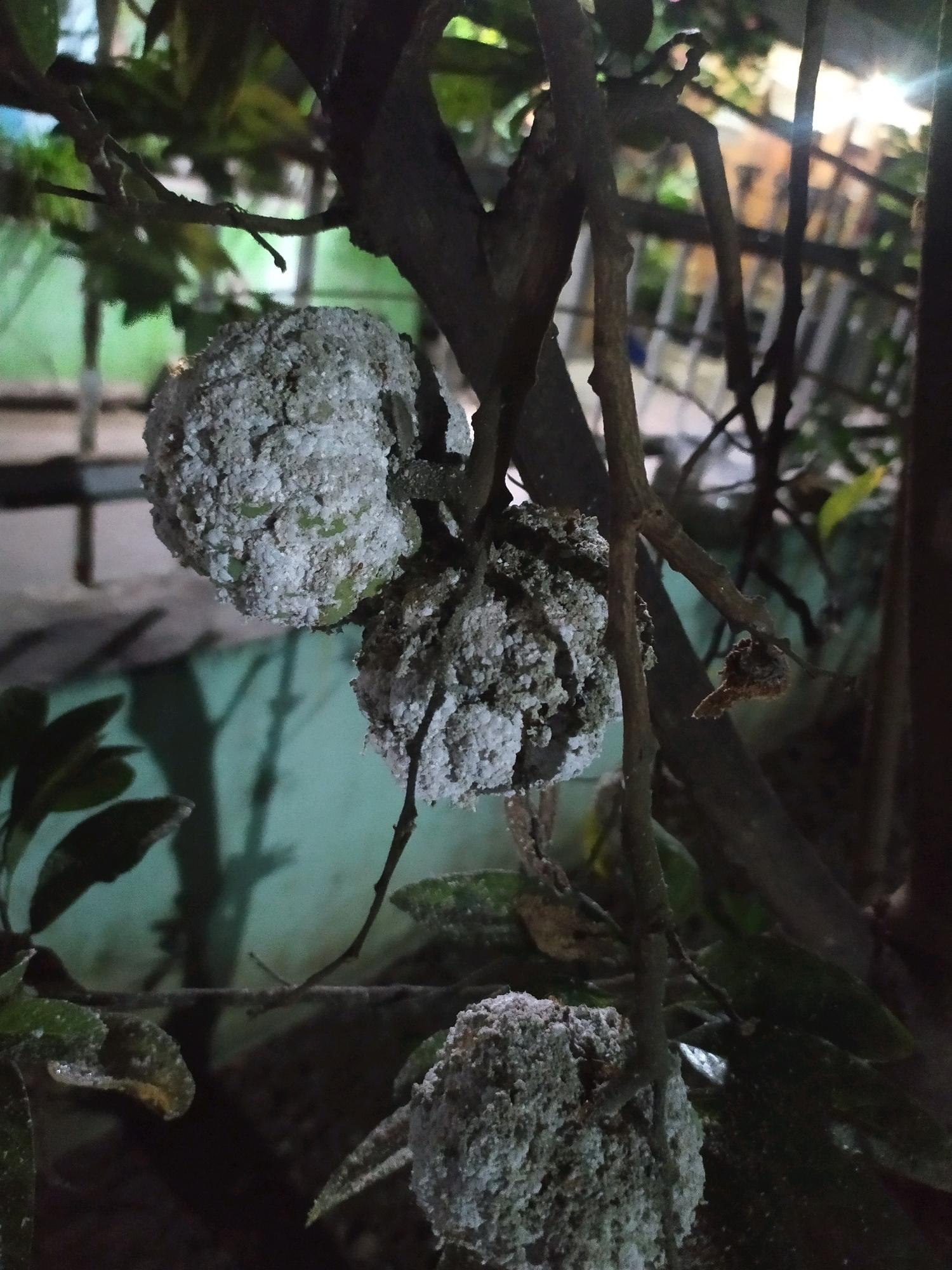 In Glagagahwangi, Indonesia, a close-up photograph captures three small, round fruits attached to a tree branch. These fruits are covered in a dense, white, powdery substance, giving them a rough, textured appearance. The fruits are clustered together, with two in the upper half of the frame and one lower down. The branch from which they hang is dark and rough-barked, with several smaller twigs extending from it. In the background, out of focus, are hints of green foliage and the indistinct shapes of buildings or structures, suggesting an outdoor, possibly urban or semi-urban environment. The lighting is dim, with a bright light source creating some lens flare in the upper right corner of the image.