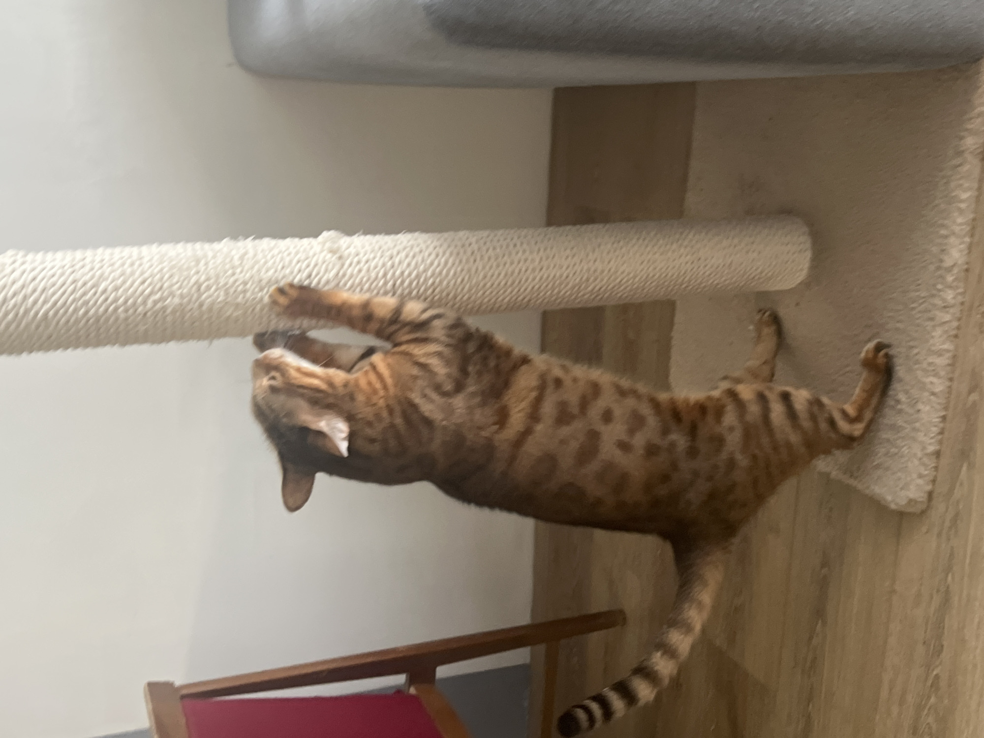 A Bengal cat is captured mid-stretch as it claws at a thick, beige, sisal-rope-covered scratching post. The cat, with its distinctive spotted coat and striped tail, is suspended horizontally, its body elongated and paws actively engaged with the rough texture of the post. Its head is turned upwards, with its eyes seemingly focused on something above.
The scratching post appears to be part of a larger cat tree or furniture, with a white carpeted surface visible at the base and a grey, upholstered section in the background. The setting is indoors, suggested by the wooden floor and the soft lighting, which indicates daytime. A glimpse of a chair with a red seat and wooden frame is visible in the lower left corner. The overall scene conveys a sense of playful activity and the natural behavior of a feline. No visible text is present in the image. The location context is Yekaterinburg, Russia.