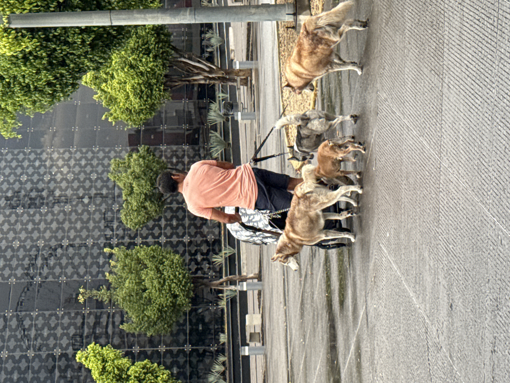 The photograph captures a man walking five dogs in Puebla, Mexico. The man is wearing a peach-colored t-shirt and dark shorts, and he is holding the leashes of the dogs. The dogs are of varying colors and breeds, and they are walking in front of the man. A baby stroller with a black and white animal print liner is placed behind the dogs. They are all walking on a gray paved road. In the background, there is a modern building with a repeating black and white pattern of decorative geometric shapes. Green bushes are planted in front of the building. The scene appears to be in an urban setting.