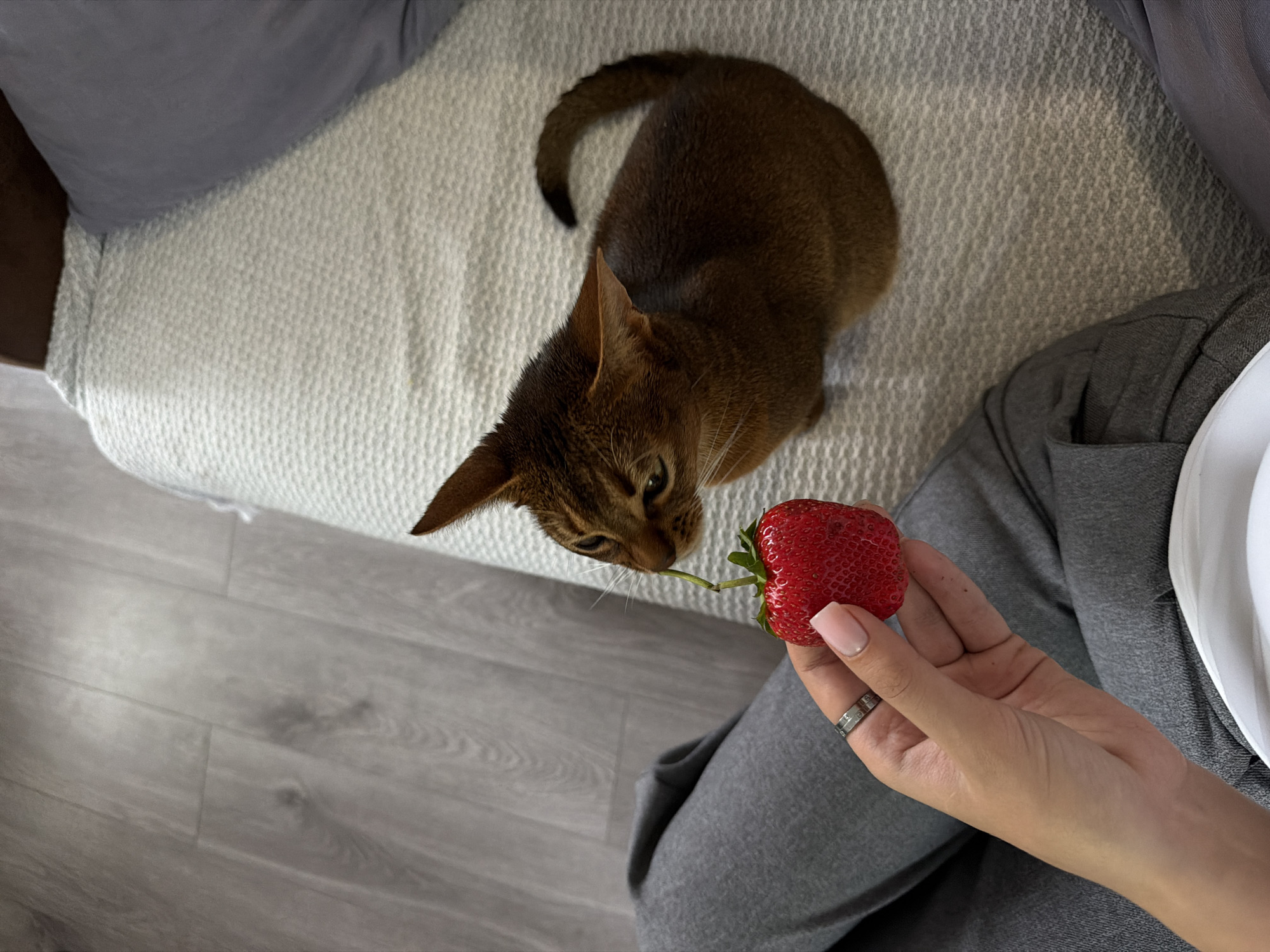 A high-angle shot depicts a domestic scene, likely indoors. An Abyssinian cat is positioned on a white, textured surface resembling a sofa or cushion. The cat appears to be examining or reaching towards a large, ripe strawberry held by a person. The person's hand is visible, adorned with a ring, holding the strawberry towards the cat. The person is seated, wearing grey sweatpants and a white garment. The background includes a grey hardwood floor. The environment suggests a modern, domestic setting. No explicit evidence indicates this scene takes place in Kazan, Russia.