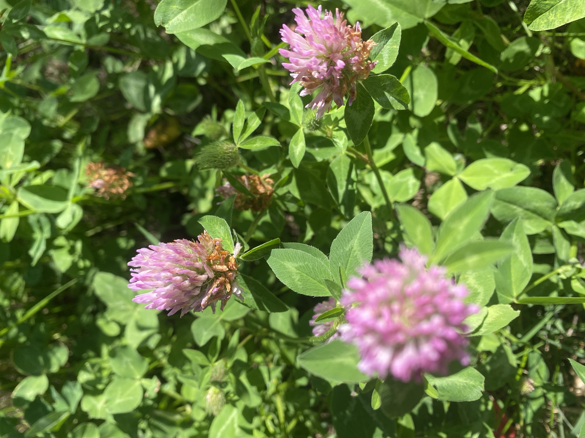 This is a close-up, high-angle shot of pink clover flowers and green clover leaves. The flowers are in various stages of bloom, some appearing more withered than others. Sunlight casts dappled shadows on the foliage. The scene is situated outdoors amidst lush greenery.