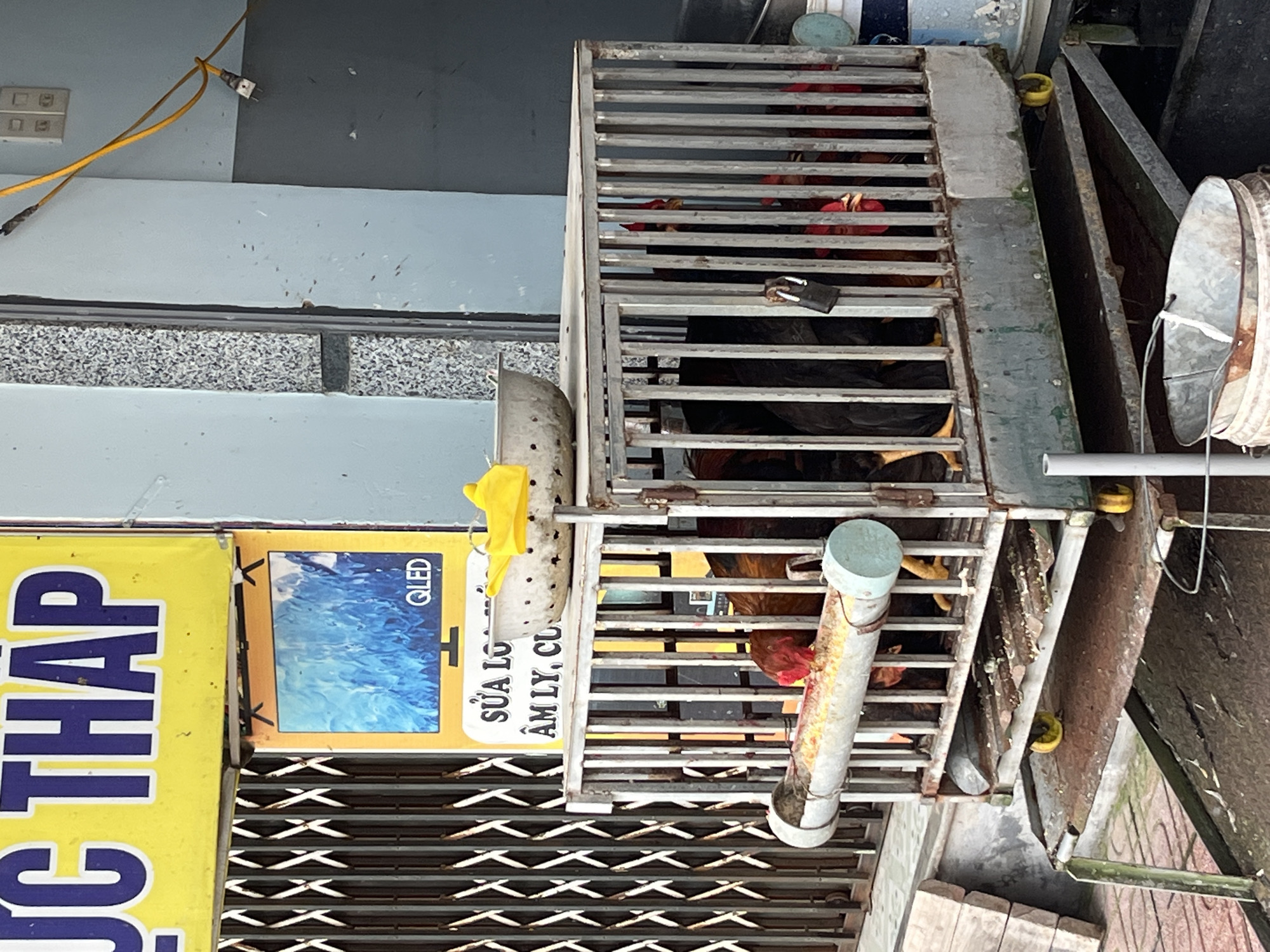 The image depicts a metal cage containing several chickens. The cage is positioned near a storefront with signage in Vietnamese, including a prominent yellow sign with the blue text "THAP" and an advertisement for a QLED TV. The storefront has a closed metal roll-up door. The scene is located in Bac Nha Trang Ward, Vietnam. The cage is heavily rusted, and there are various pipes, possibly for water, attached to the cage's exterior. Some yellow rubber gloves are draped on the cage.