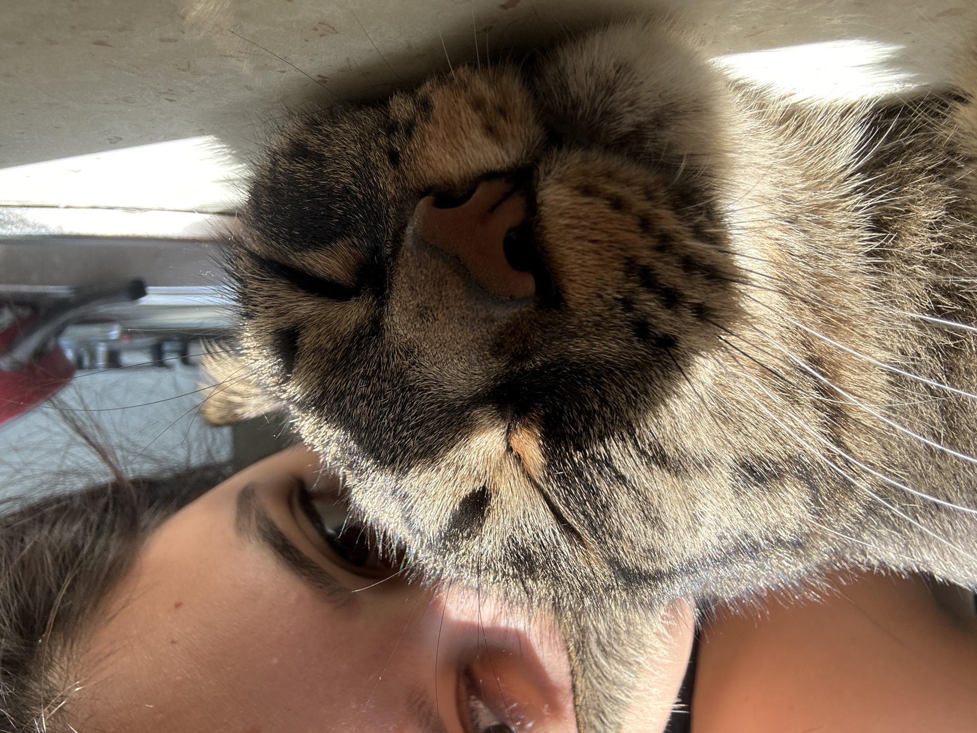 A close-up, eye-level shot captures a tabby cat sleeping peacefully on a sunlit surface, with a person's face resting nearby. The cat's fur is a mix of brown, black, and tan stripes, with white accents around its nose and chin. Its eyes are closed, and its nose is a soft pink. The person's face is partially visible, with one eye open and looking down at the cat. The scene appears to be indoors, with natural light streaming in from a window, casting shadows on the surface. The location is identified as Khyrdalan, Azerbaijan.