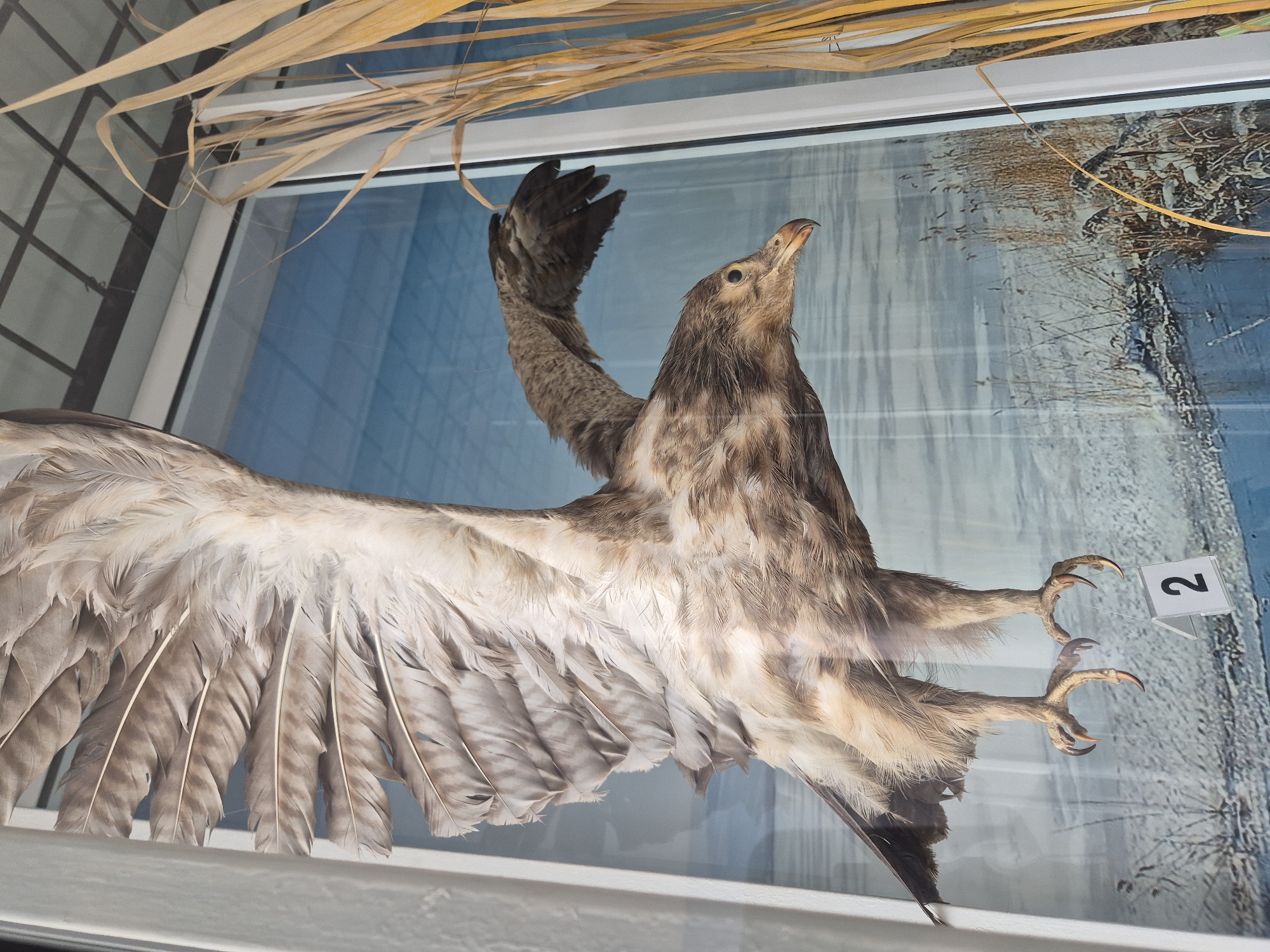 The image depicts a taxidermied bird of prey, potentially an eagle or similar raptor, displayed in what appears to be a glass enclosure or museum exhibit. The bird is positioned mid-flight, with its wings outstretched and talons extended. It has brown and gray plumage. A small number "2" is present near its talons, possibly an exhibit label. Above the bird, some dried grasses or reeds are visible. The background suggests an outdoor setting, possibly a marsh or lake scene, which could relate to the species or the environment of Srebarna, Bulgaria.