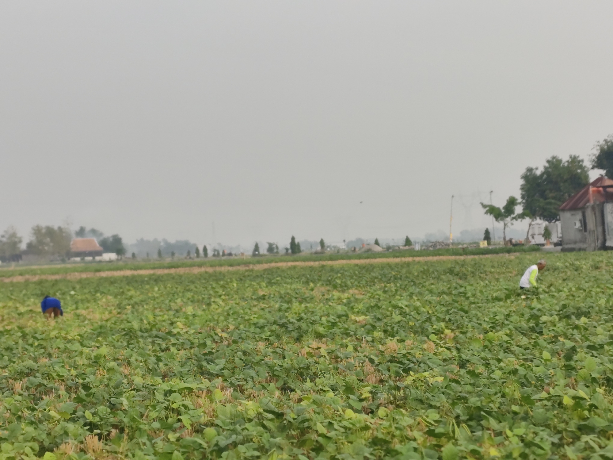 A wide shot captures a vast, green agricultural field under a hazy sky. Two individuals are visible tending to the crops. On the left, a person wearing a blue garment is bent over in the field. On the right, a person dressed in white with a yellow collar is also working amongst the plants. In the background, the hazy atmosphere obscures details of buildings and trees, suggesting a somewhat overcast or polluted environment. The location is identified as Krangganharjo, Indonesia.