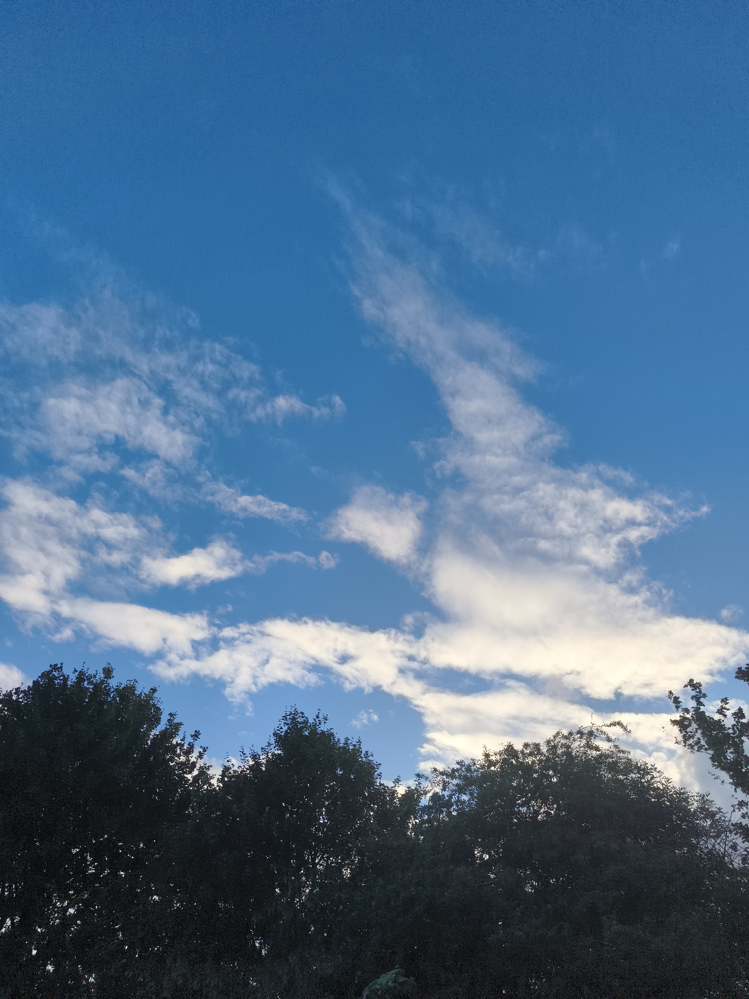 An outdoor, vertical photograph captures a vibrant blue sky filled with scattered clouds above a line of dark tree silhouettes. The upper two-thirds of the image are dominated by the sky, which transitions from a deeper blue at the top to a slightly lighter hue towards the horizon. Streaks of thin, wispy cirrus clouds are visible in the upper sections, stretching diagonally across the frame. Below these, larger, more defined cumulus clouds are spread across the mid-section, some appearing bright white where they catch the light, while others show grey undertones, suggesting depth and varying light exposure. Towards the bottom of the cloud formation, some clouds take on a warm, yellowish-white glow, indicating the sun is likely low in the sky, possibly late afternoon or early evening.
The bottom third of the image is filled with the dark, almost black, silhouettes of the upper canopies of numerous deciduous trees. Their intricate branch and leaf patterns are visible against the lighter sky and clouds, creating a strong contrast. The trees appear dense and bushy, obscuring any view of the ground or structures below. There are no people, animals, or man-made objects visible in the frame, nor is there any discernible text. The scene evokes a sense of natural tranquility and is characteristic of a partly cloudy day, with the warm light on some of the clouds suggesting either sunrise or sunset over Huntingdonshire, United Kingdom.