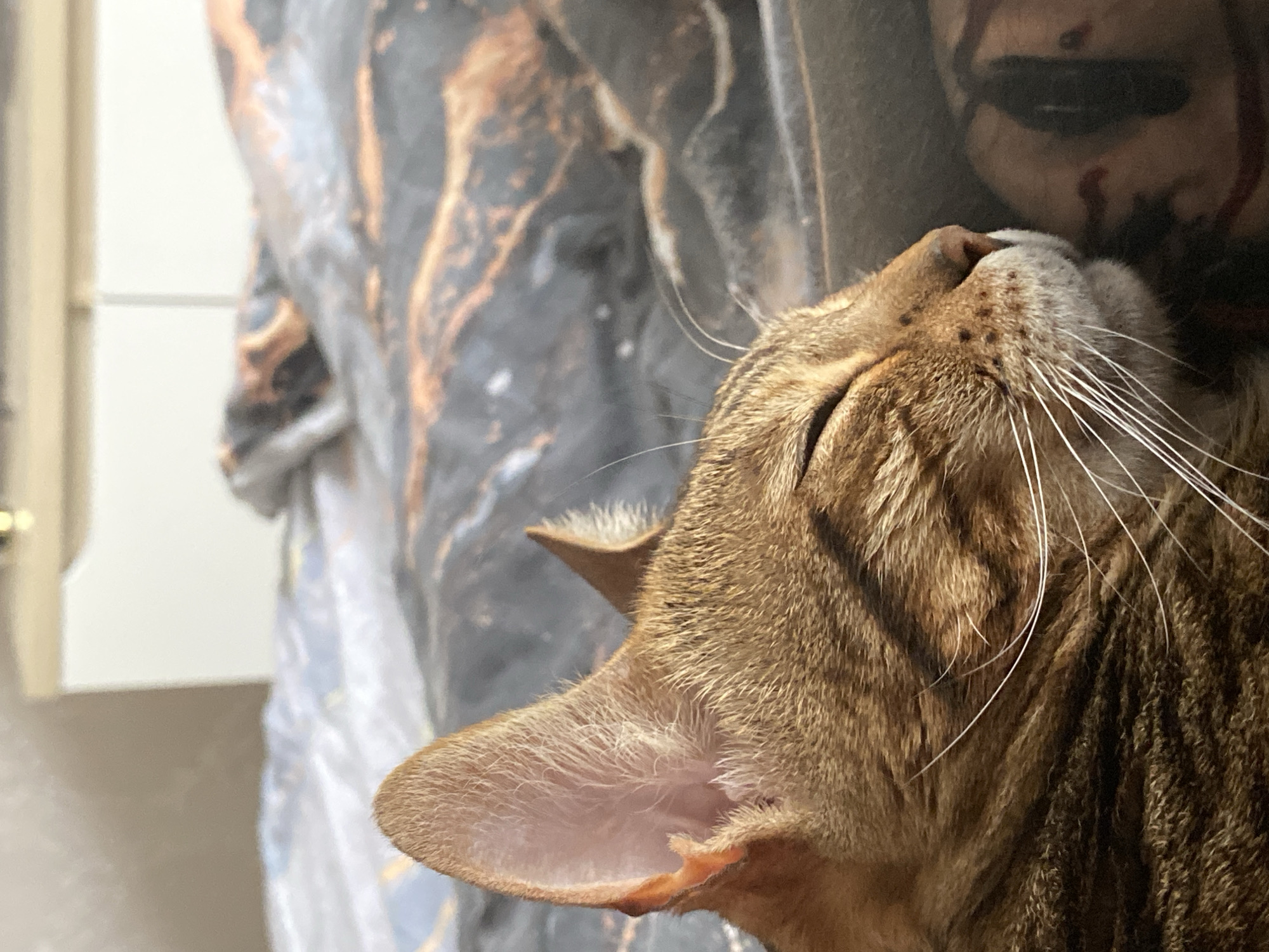 A close-up image shows a brown tabby cat with its eyes closed, resting its head against a person. The person is wearing a dark, textured garment and what appears to be makeup that creates a smeared, horror-themed effect around their mouth and eyes. The background includes a partially visible white cabinet or wall. The location is not discernible from the image. The picture mainly captures the interaction between the cat and the person.