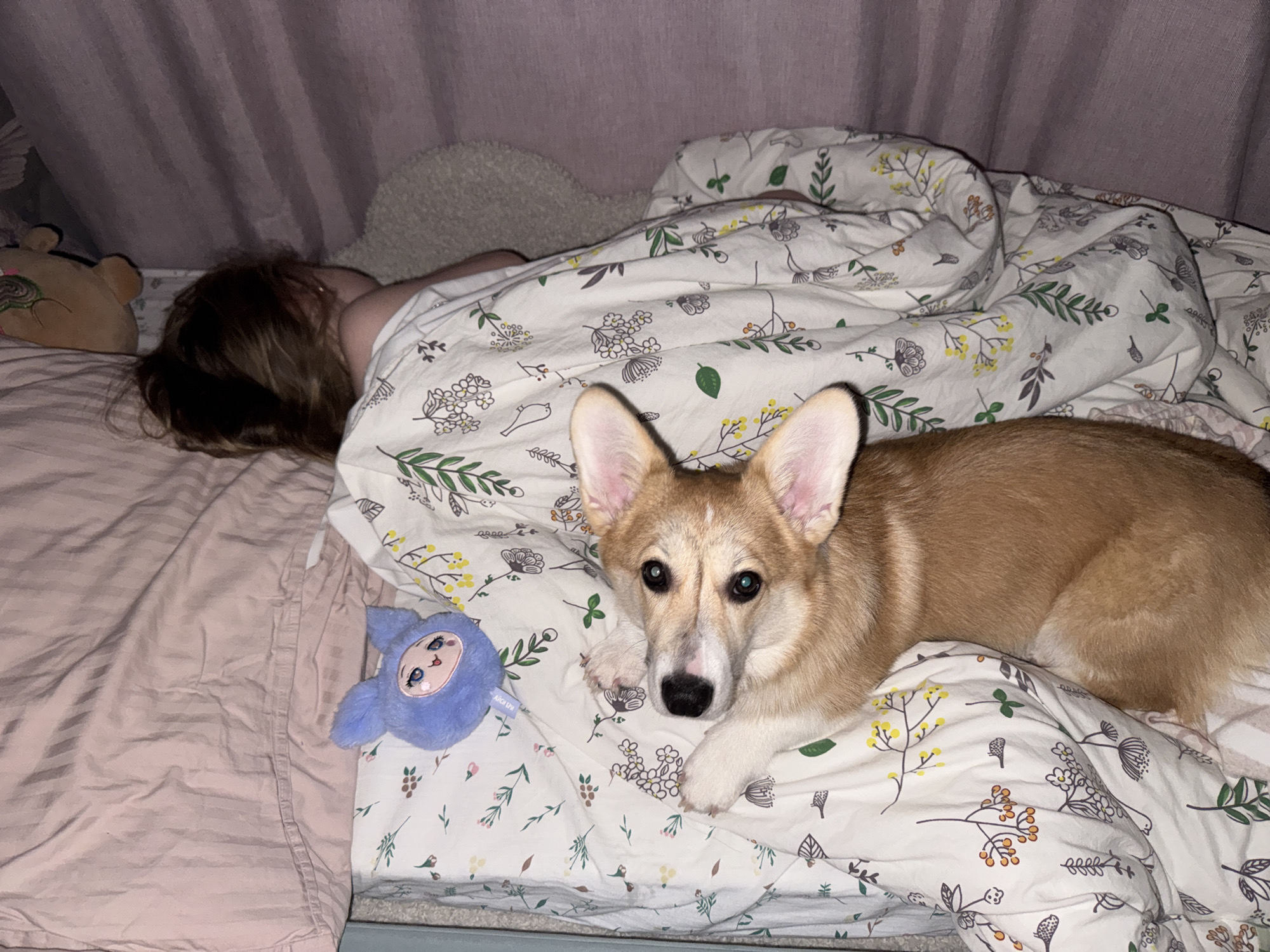 A child is sleeping under floral print bedding next to a brown and white corgi dog. A purple stuffed animal is to the left of the dog. A pink blanket is to the left of the child. The photo was likely taken indoors, as a purple curtain is visible. No information is provided regarding the location of the image.
