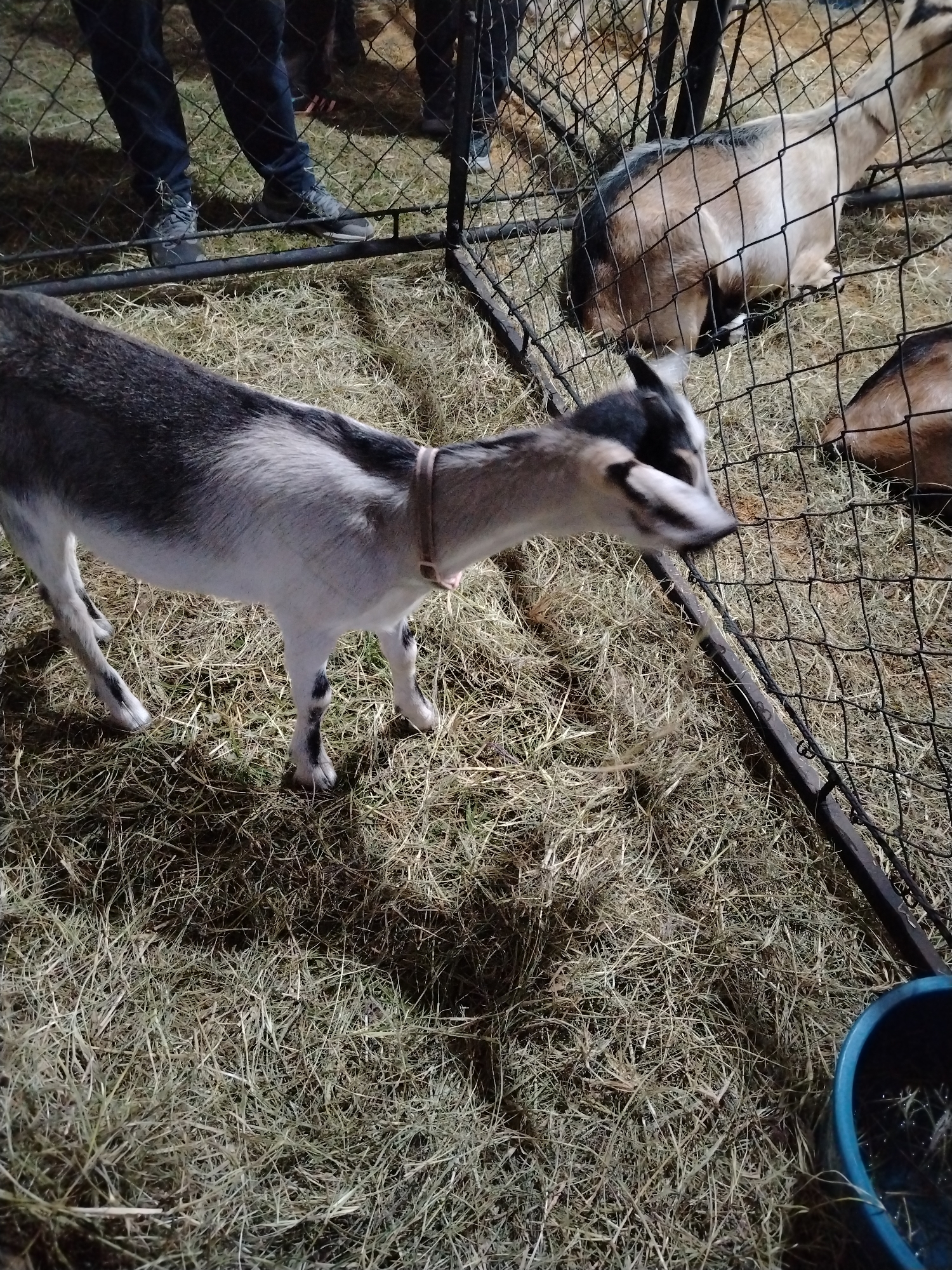 The image depicts a fenced enclosure filled with hay. Within the enclosure are several goats. One goat, primarily gray and white with a brown collar, stands near the fence in the foreground. Two other goats are visible behind the fence, one light brown and lying down, and another partly obscured darker brown goat. Outside the enclosure, partial views of people's legs and feet indicate human presence. A blue container, possibly holding water, sits near the bottom right corner of the image. The setting appears to be at night or in low light. The location is Tinaquillo, Venezuela.