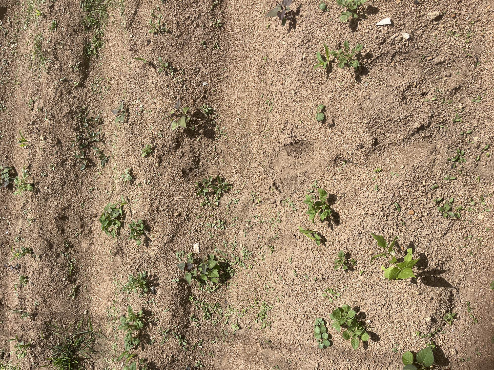 The image shows a close-up view of a patch of dry, sandy soil with small green plants emerging. The soil is a light brown color with visible grains and pebbles. The plants are sparse, with some appearing as seedlings and others as slightly larger, leafy greens. Some of the plants have dark green or purplish leaves, while others are a lighter green. Shadows are cast across the soil, suggesting it is daytime, likely outdoors. There is a distinct footprint impression visible in the soil towards the right side of the image, indicating human presence. The overall scene depicts a natural, undeveloped area, possibly a garden or a field, with signs of recent activity. The location context provided is Gura Top, Nigeria. There is no visible text in the image.