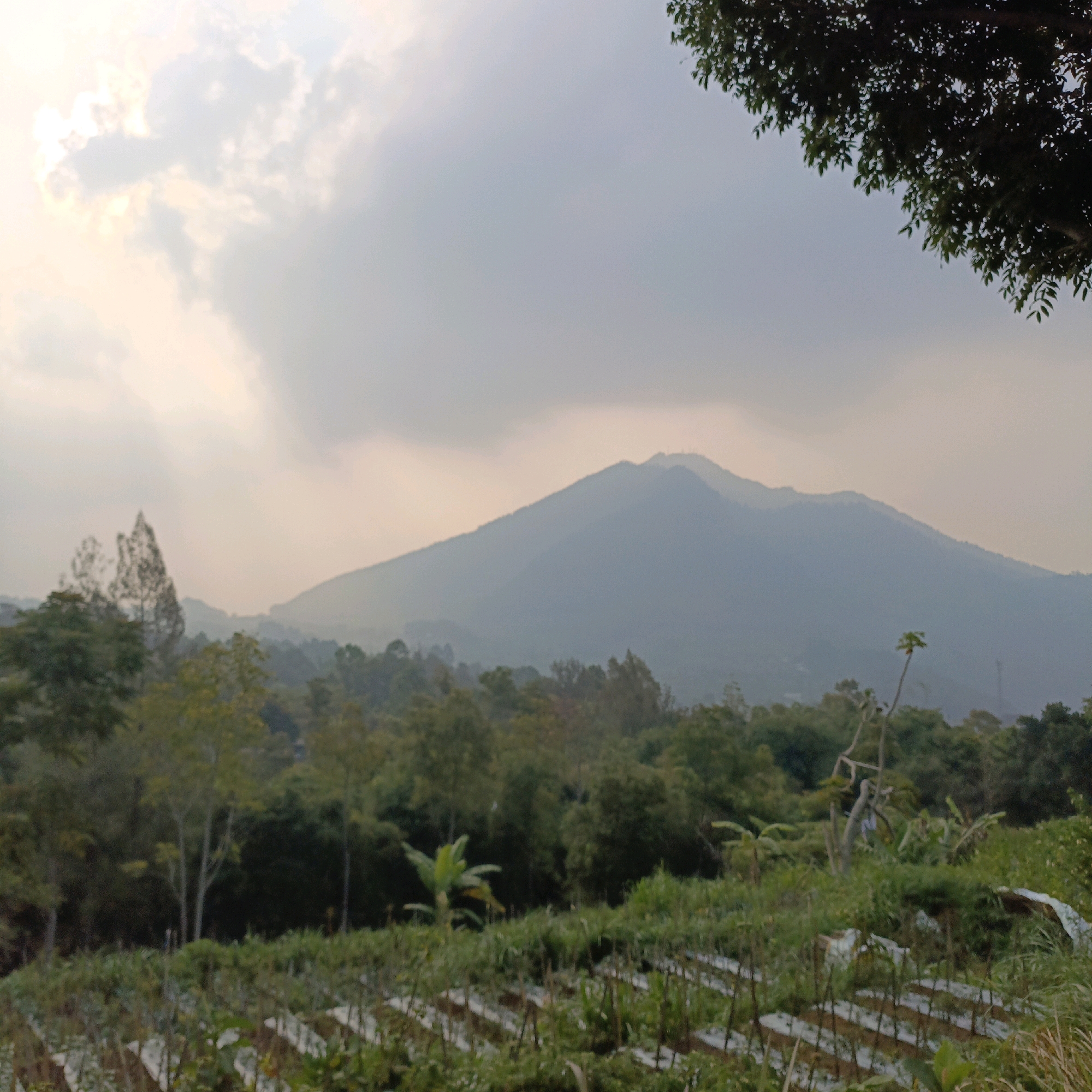 The image depicts a misty mountainous landscape with foreground vegetation. In the foreground, there are rows of cultivated plants, possibly on terraces, covered with white mulch. The plants are a mix of green foliage and some brown stalks. Scattered amidst the crops are banana leaves and thin, tall plants. The midground is filled with dense green trees and foliage, with some taller, sparser trees visible. A distinctive, almost skeletal tree trunk stands out on the right side of the midground. In the background, a large, hazy mountain range dominates the scene, with its peaks softened by atmospheric conditions. The sky is overcast with diffused light. A portion of a tree with dark green leaves is visible in the upper right corner of the frame. The scene is suggestive of rural agriculture at the foothills of a mountain, characteristic of areas like Getasan, Indonesia. No people are visible in the image.