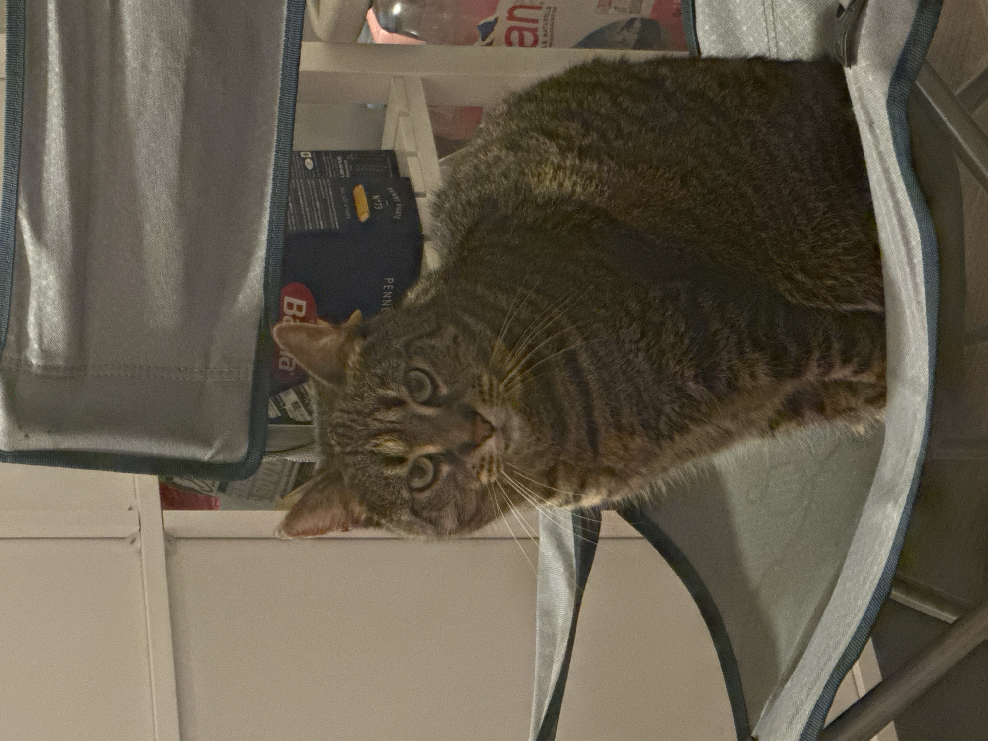 A tabby cat is perched within the confines of what appears to be a fabric storage container with a light gray color and a dark blue trim, likely positioned on a shelf within a room. Other objects are visible on the shelf behind the cat, including containers of pasta and other items in a domestic setting. Based on the fact that the city of Châtenay-Malabry, France was provided, this is likely where this photograph was taken, though the location cannot be confirmed from the image.