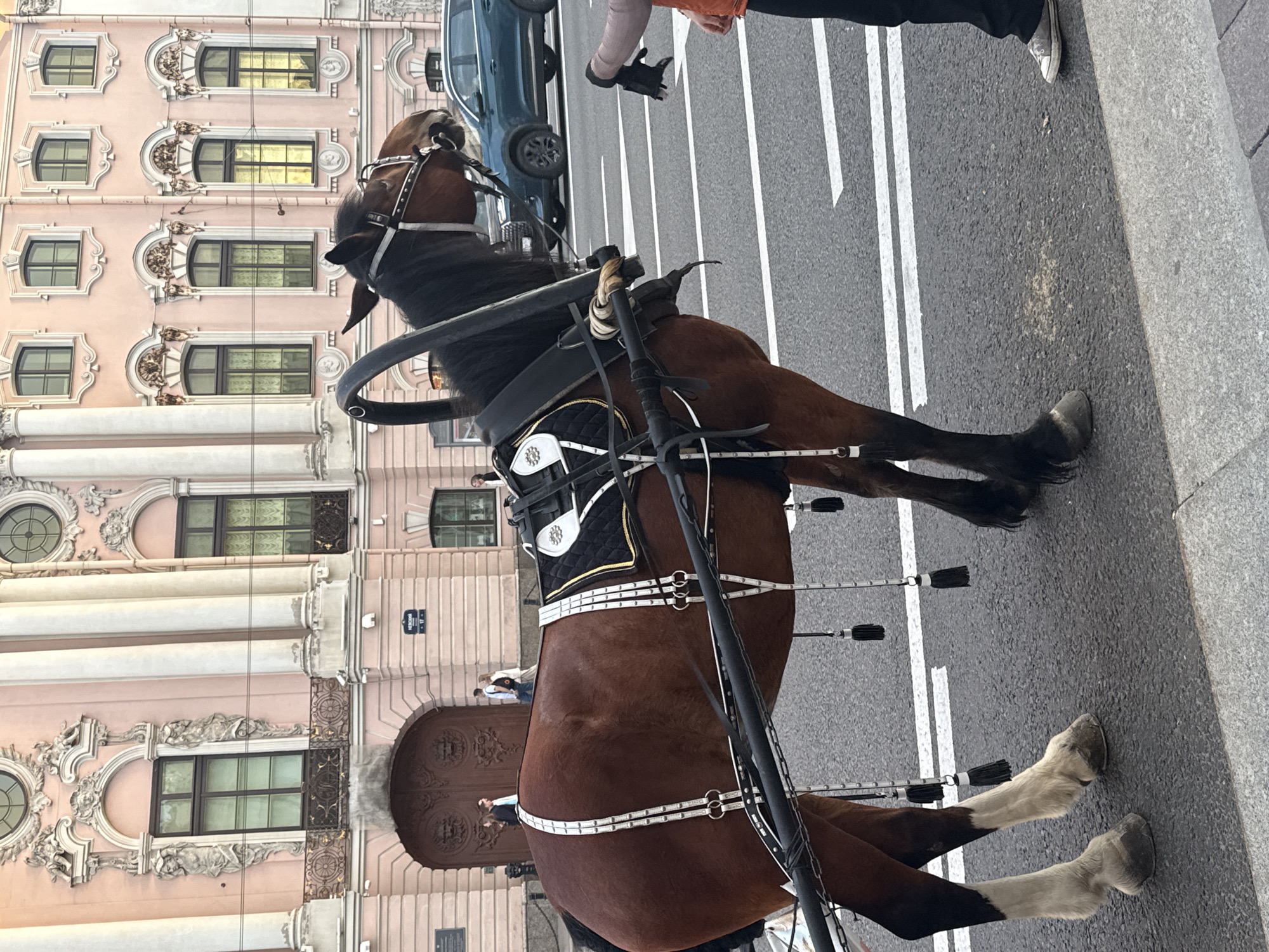 A brown horse harnessed to a carriage stands on a paved street in Saint Petersburg, Russia. The horse is equipped with a saddle and bridle. The background features a multi-story building with ornate architectural details and several windows. A teal SUV is parked in the street behind the horse. A person's arm and hand, holding black gloves, are visible on the right side of the frame, reaching towards the horse. Several white lines mark the road. The scene appears to be an urban setting during daylight.