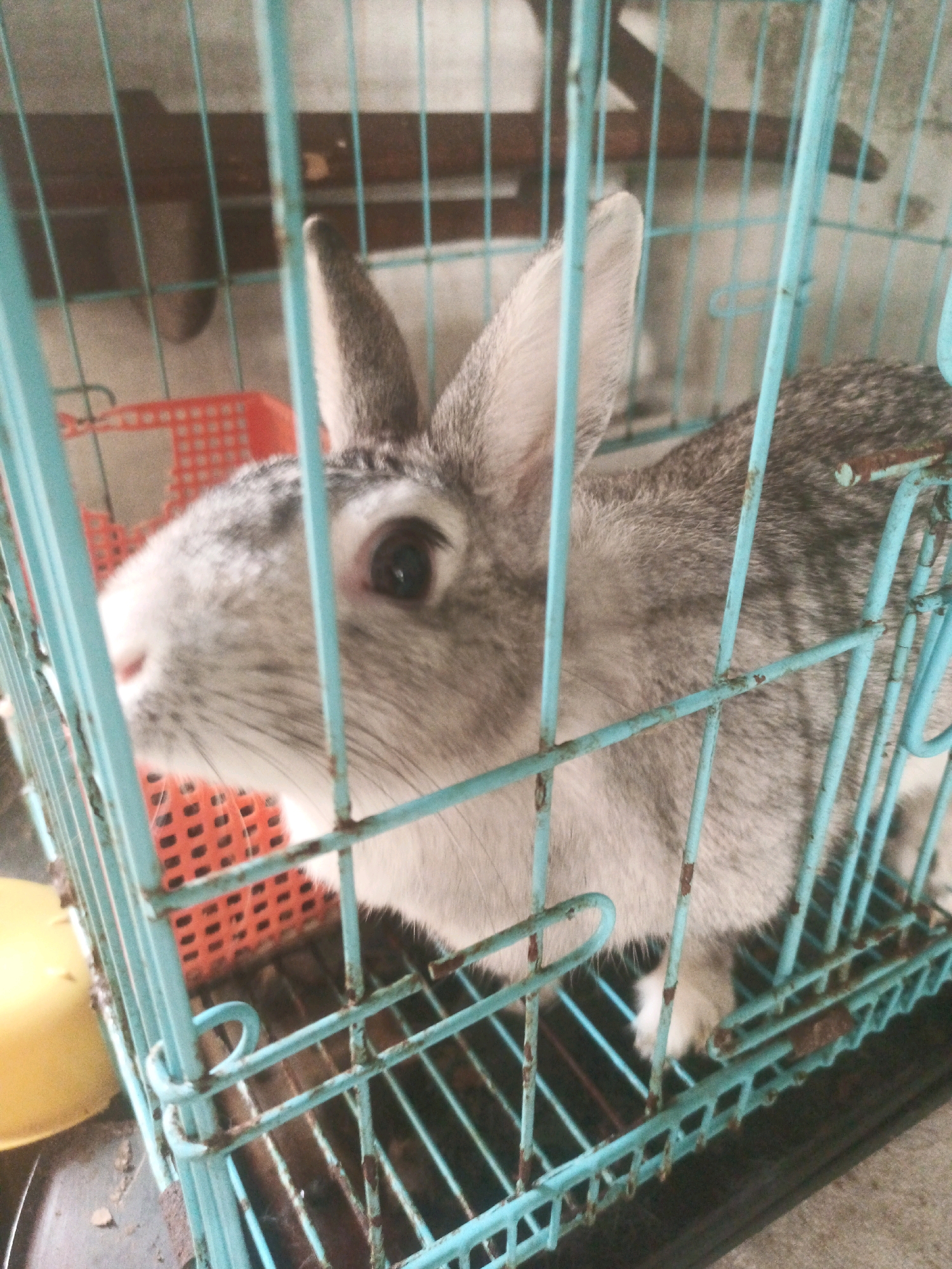 A grey and white rabbit is inside a light blue, rusted wire cage. The rabbit is facing left, with its nose slightly turned towards the camera. Its left eye is visible, appearing dark. Behind the rabbit, an orange plastic basket is visible. To the left of the cage, a yellow plastic bowl is partially in frame. The background appears to be a concrete or brick wall. The image has a muted color palette and a slightly grainy texture.