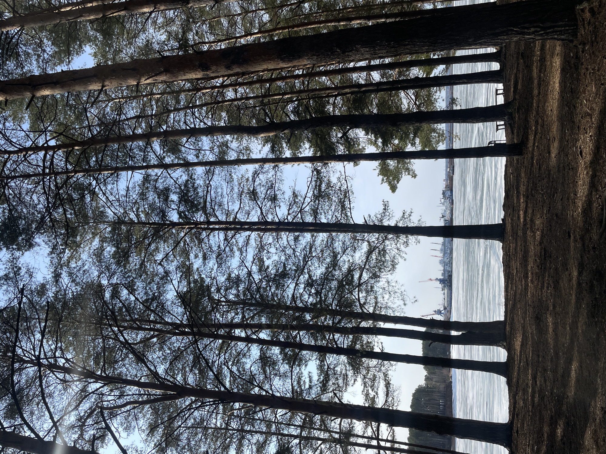 The image is taken from a low angle looking upward through a dense stand of trees, possibly pine trees. The trunks of the trees are dark and create vertical lines in the foreground. The sky is visible through the branches, appearing light blue. In the distance, between the trees, a body of water is visible, possibly a frozen lake or river with a white, icy surface. On the opposite side of the water, there is an industrial area with cranes and other structures that could be associated with a port or manufacturing facility. The photo is taken in the city of Chaikovsky, Russia. The scene depicts a forest landscape with a view of an industrial waterfront in the distance.