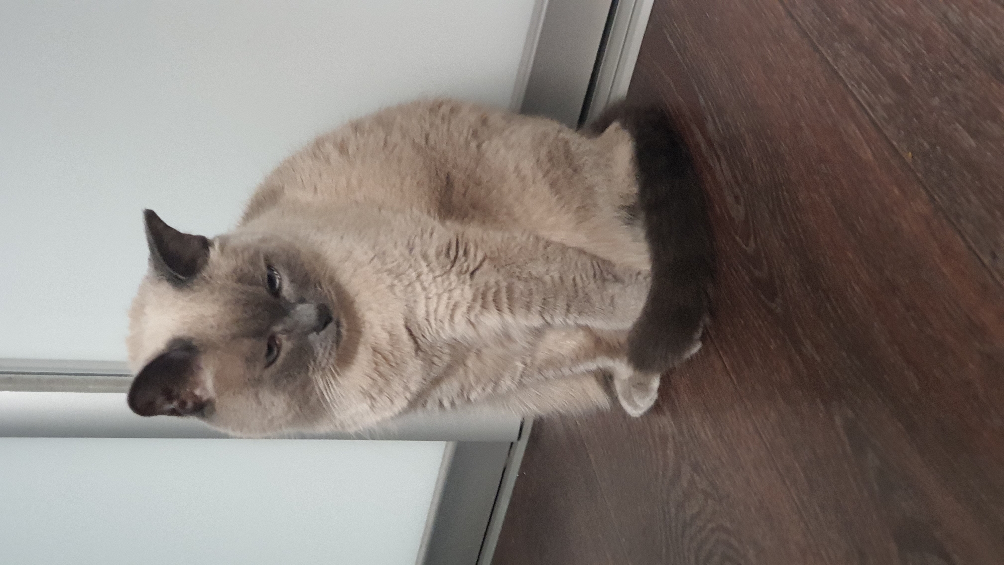 A light brown and grey cat sits on a dark wooden floor. The cat is facing to the left and looking down. The background consists of a plain light-colored wall and a vertical metal bar. The image appears to have been taken indoors. The location is not specified in the image.