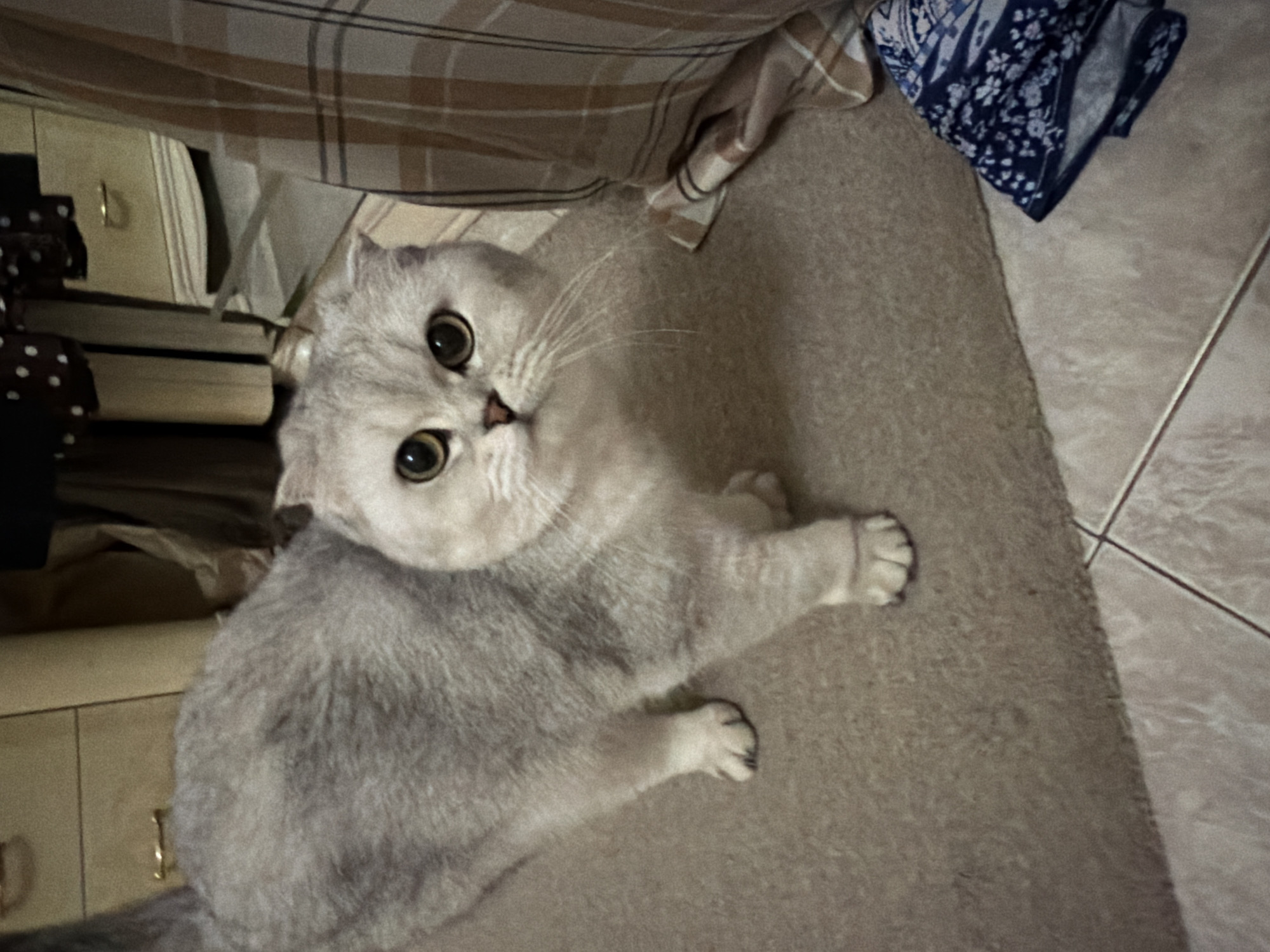 A Scottish Fold cat with light grey fur and large, round eyes is standing on a beige carpeted floor. The cat is facing the camera and its ears are folded forward. In the background, there are hints of furniture, including a wooden drawer unit with brass handles and a draped fabric with a plaid pattern. There is also a glimpse of a tiled floor in the foreground. The scene appears to be indoors, likely in a domestic setting. There is no information in the image that indicates its location in Rome, Italy.