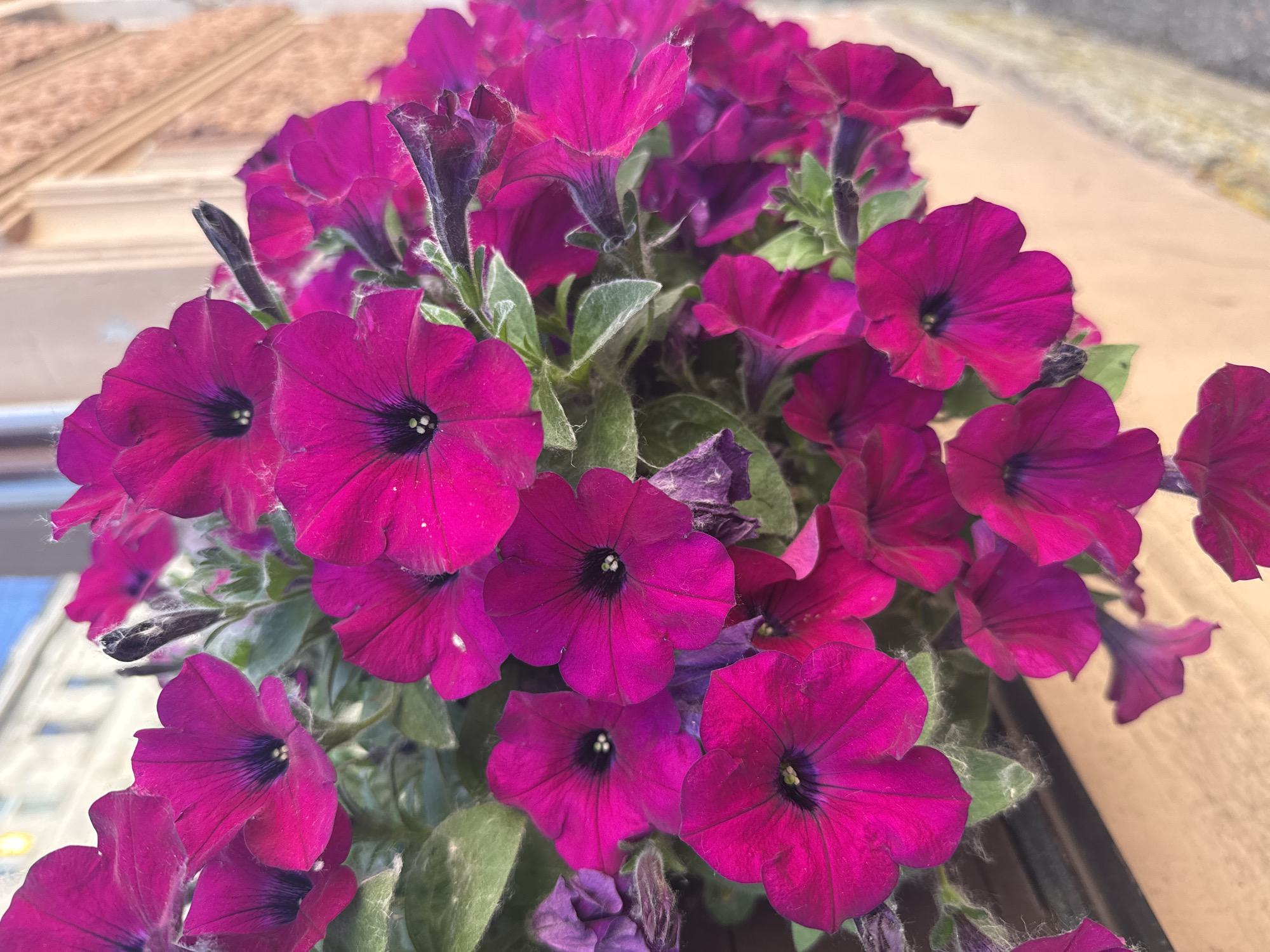 A close-up, overhead shot features a cluster of vibrant magenta petunias in bloom. The flowers, with their trumpet-shaped petals, fill the frame, showcasing a variety of open blossoms and some unopened buds. The deep purple centers of the flowers are clearly visible, contrasting with the bright petals. Green leaves and fuzzy stems are interspersed among the blooms, adding texture and depth. In the background, out of focus, is a hint of a beige, textured surface, possibly a wall or planter, and a blurred background that appears to be a building or structure with a tan, ribbed roof. The lighting suggests daytime, possibly outdoors on a bright day, as indicated by the clear focus and vibrant colors of the flowers. There is no text visible in the image. The scene evokes a sense of natural beauty and growth, likely in a garden or decorative planter setting within Saint Petersburg, Russia.