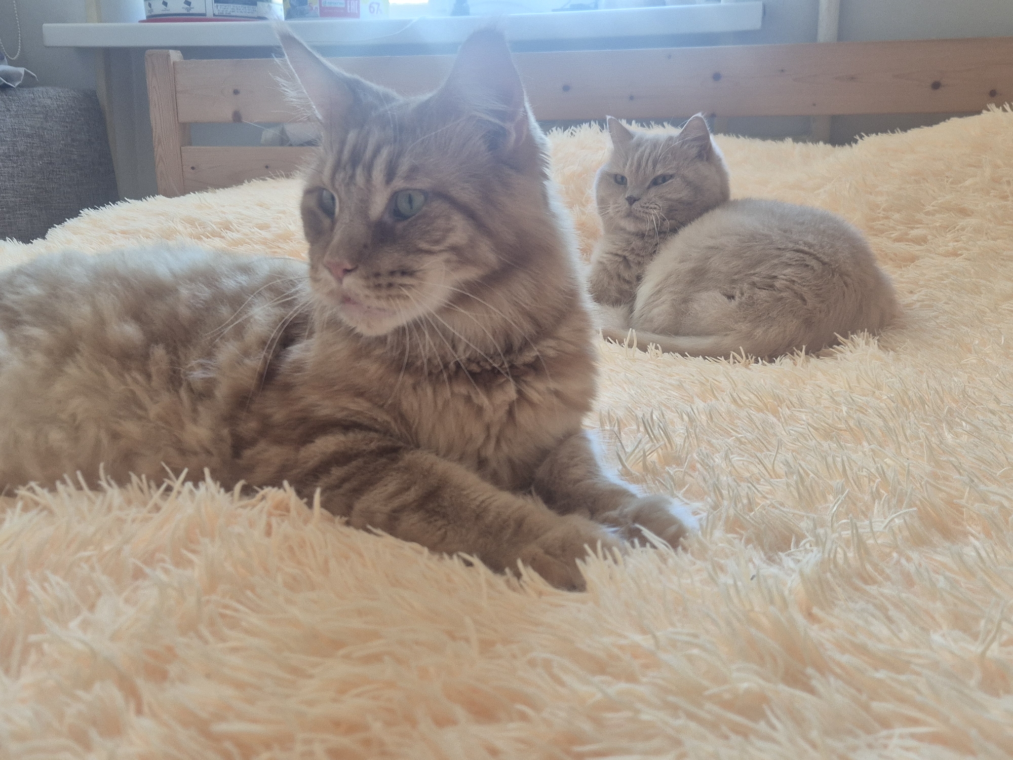 Two cats are lying on a fluffy, cream-colored blanket. The cat in the foreground is a large, light-orange tabby, lying down with its head facing left. The cat in the background is smaller, with light tan fur and a rounder face, sitting upright. Behind them is a wooden bed frame, and above that is a window with light coming through. The location cannot be determined.