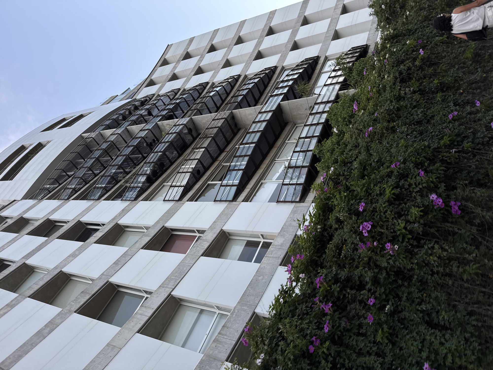 The image captures a striking architectural view of a modern building in Puebla, Mexico, from a low-angle perspective looking upwards towards a clear, bright sky.
The building features a light grey or white facade with a distinct, undulating design across its middle sections. The upper part displays a repetitive pattern of square recessed windows or openings set within a concrete grid. Below this, a prominent architectural feature includes multiple rows of angled, dark-paned windows or louvers that appear to project outwards, suggesting a system for ventilation or sun control. The lower sections of the building show more conventional rectangular windows, each framed by concrete, some reflecting the sky and others revealing interior light.
Dominating the right side of the frame is a lush, dense wall of greenery, likely a large hedge or climbing plant, extending from the bottom to the top. This vibrant foliage is dotted with numerous small, bright purple flowers, providing a vivid contrast to the building's stark architecture.
Partially visible at the far upper right, positioned behind the green foliage, is a person. They are seen from the back, wearing a white shirt and dark pants or skirt, appearing to be standing or walking near the building.
The scene is set under a clear, daytime sky, suggesting pleasant weather. There is no visible text present in the image. The composition highlights the interplay between modern architectural forms and natural elements.