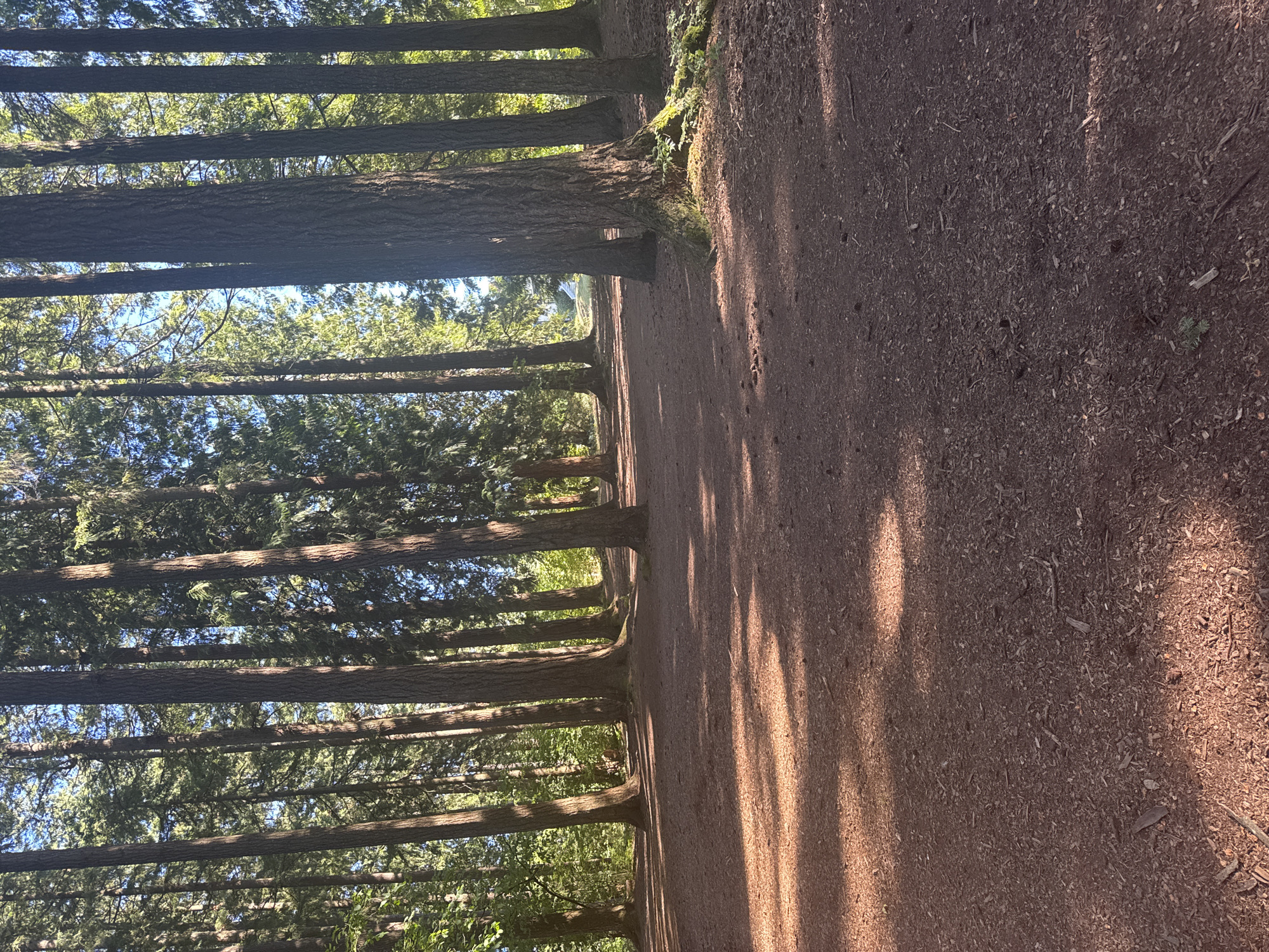 The image depicts a sun-dappled forest floor with a clear path winding through tall coniferous trees. The ground is covered in reddish-brown soil, wood chips, and scattered pinecones. Sunlight filters through the dense canopy, casting long shadows across the path. In the background, the trees continue to recede into a lush green forest, with glimpses of a bright blue sky. The scene appears to be within Queen's Park in New Westminster, Canada, a large urban park known for its mature trees and walking trails. No people or animals are visible in the frame.