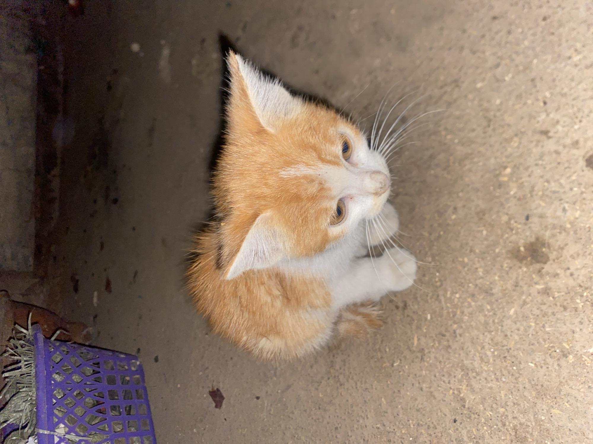 An orange and white kitten is crouched on a sandy ground, looking down and to its right. The kitten has bright orange fur with white patches on its chest and face, and its eyes are light brown. Its whiskers are long and white. Behind the kitten to the left, there is a purple woven basket filled with dried grass or straw. The background is dark and indistinct, suggesting an outdoor or dimly lit environment. The scene appears to be on the grounds of a residence in Bukuru, Nigeria.