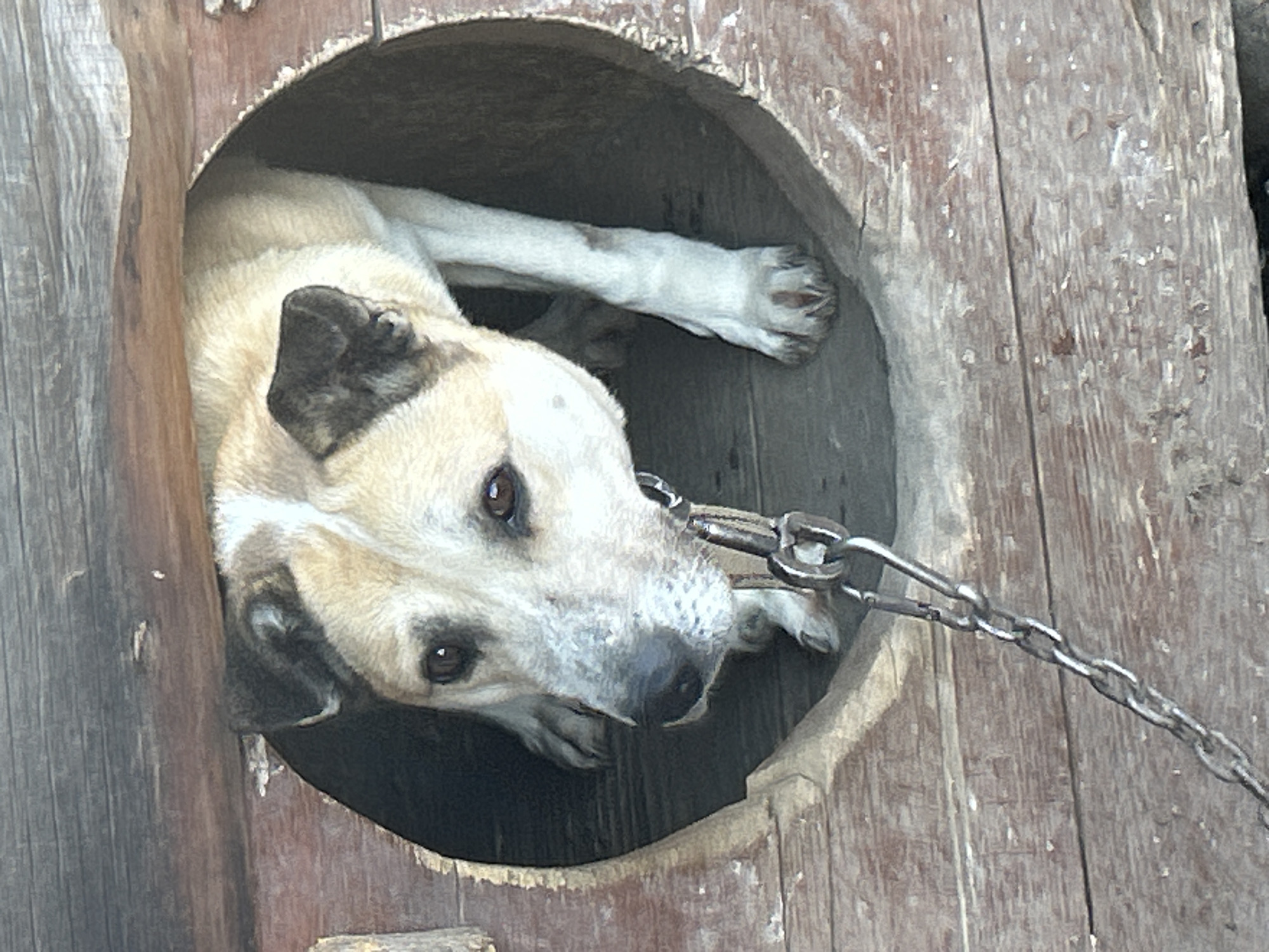 A light-colored dog with a black patch on one ear is seen inside a wooden dog house with a circular opening. The dog is attached to a metal chain. The exact location within the city of Noviy, Russia is not discernible from the image.